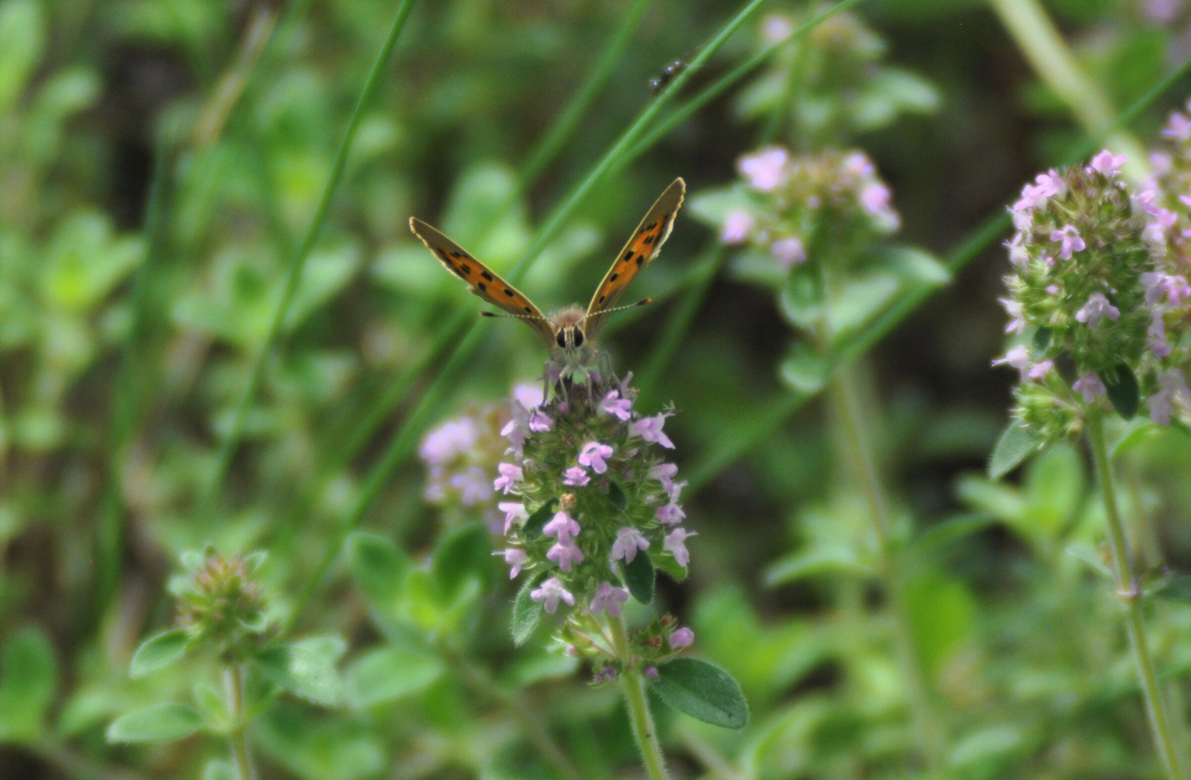 Butterfly looking at you