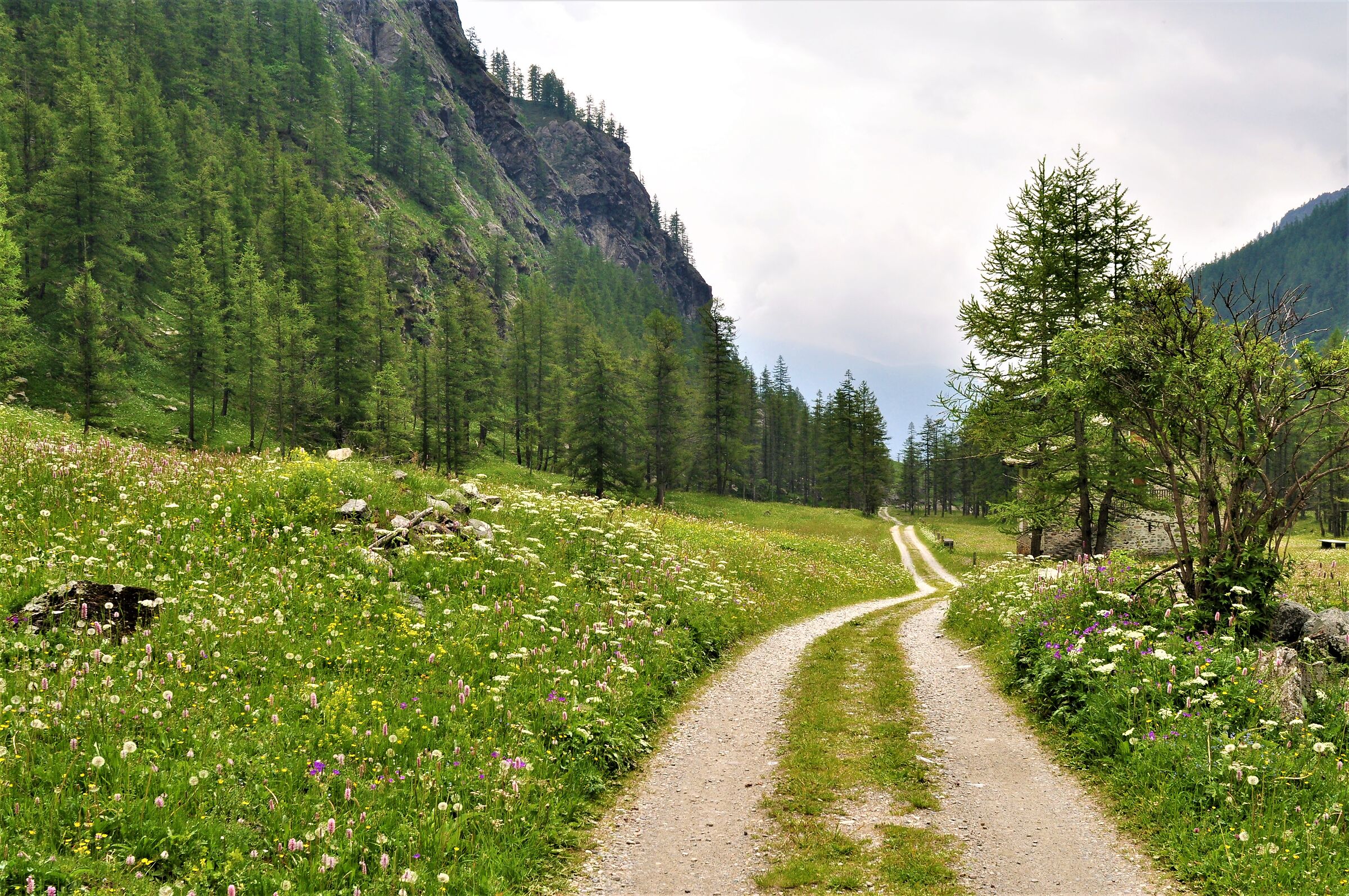 A path in national park