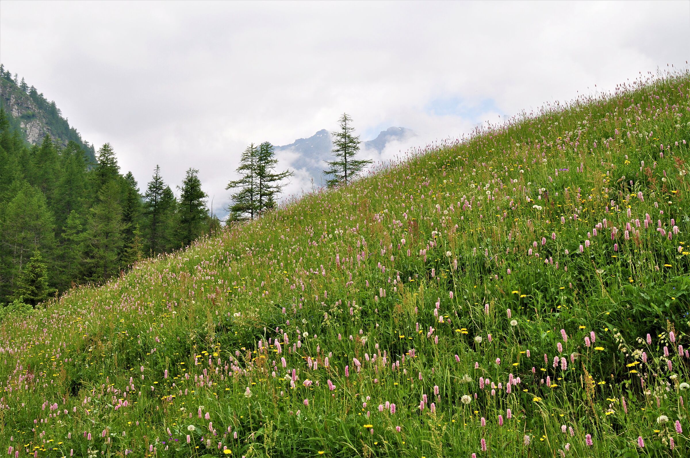 Mountains meadows