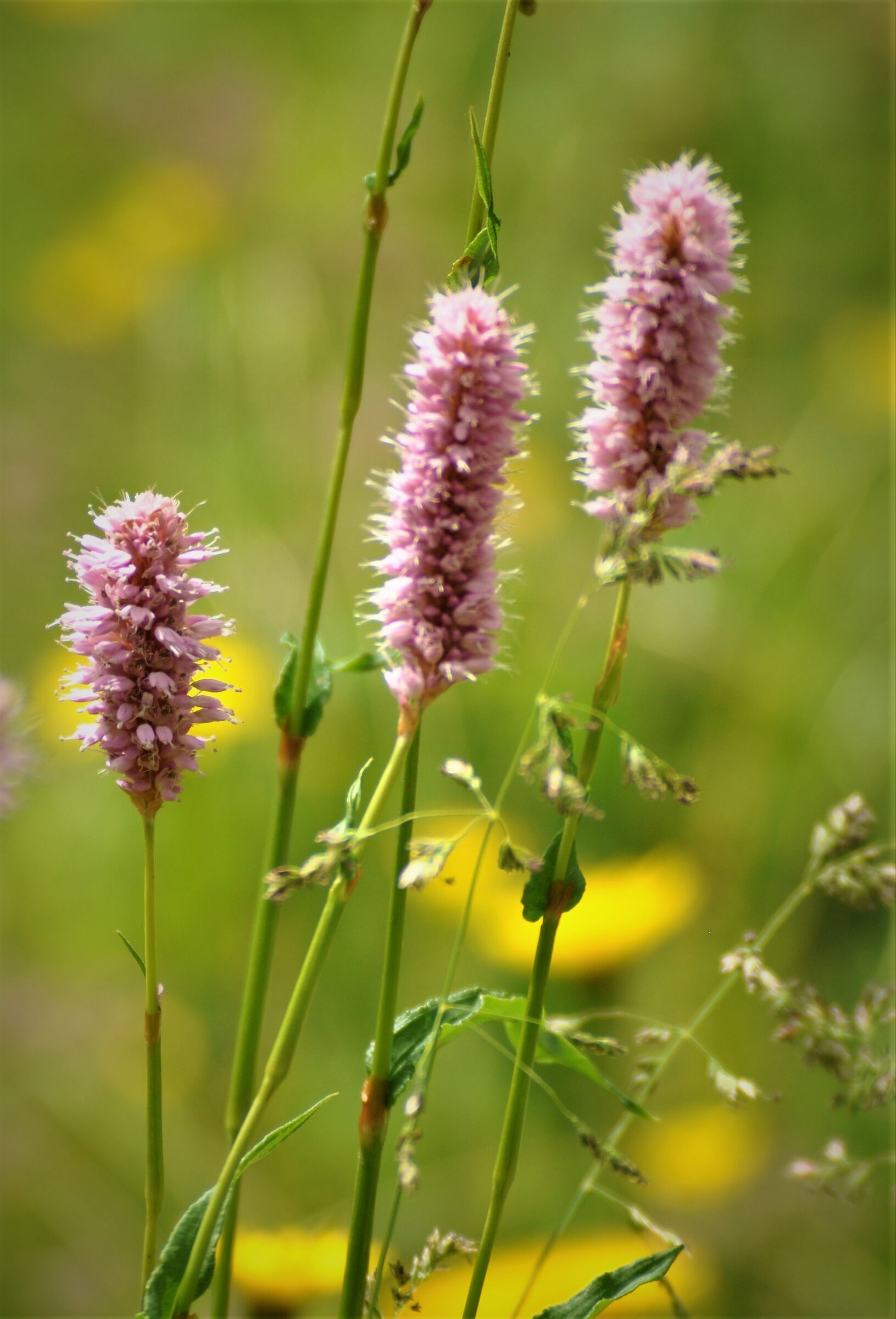 Mountains flowers 2