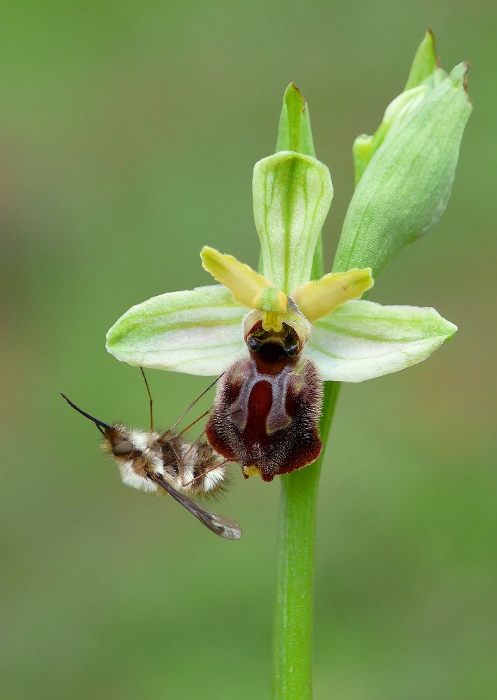 Ophrys archipelagi