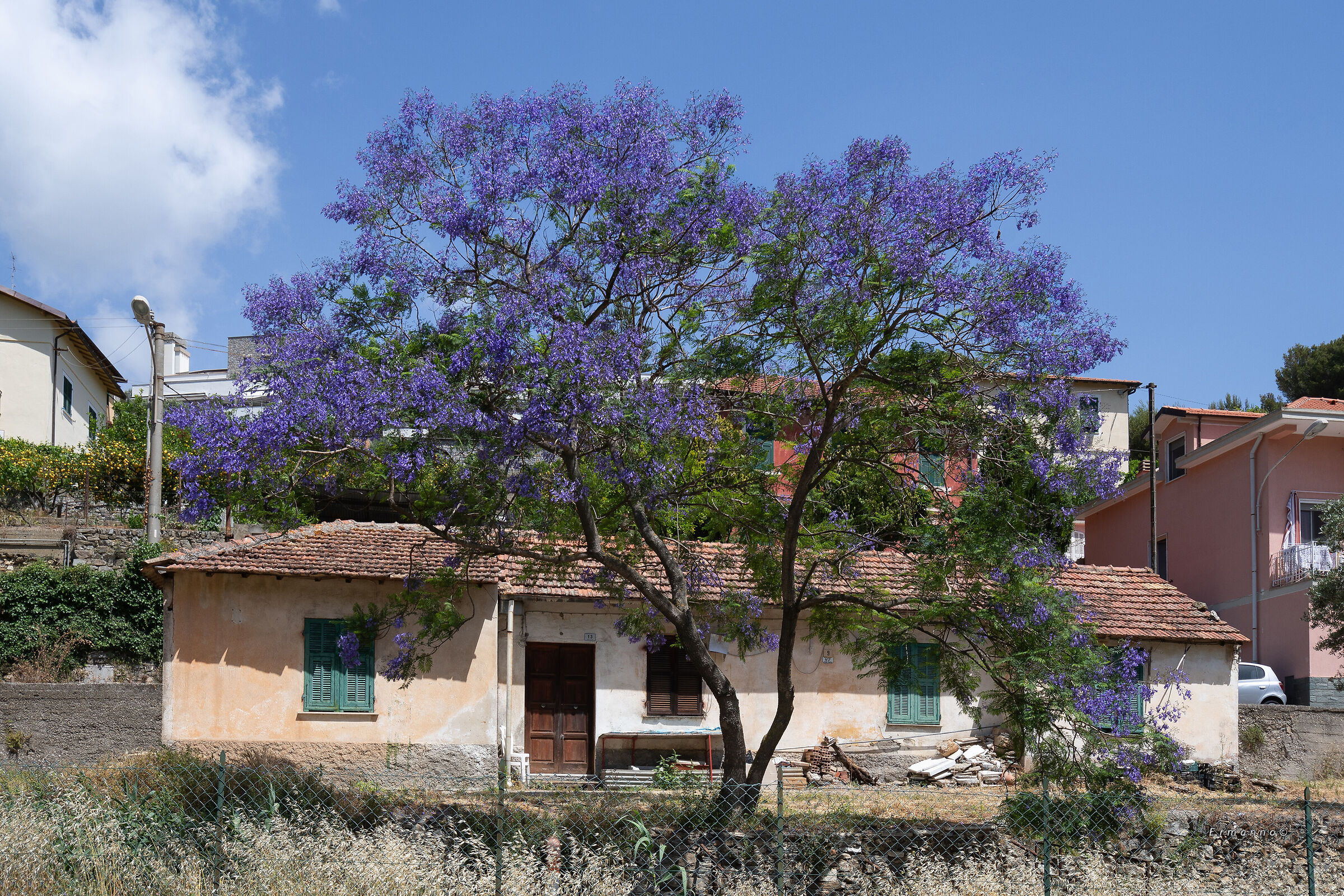 Jacaranda