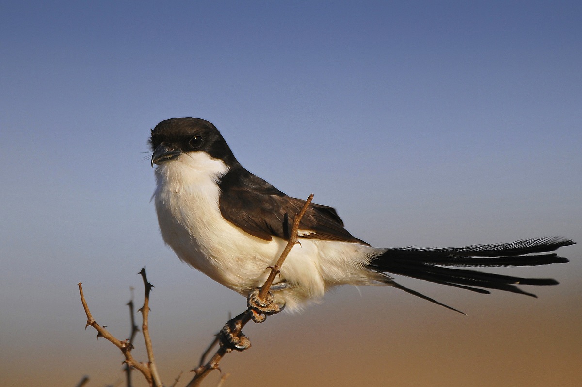 Averla mascherata africana