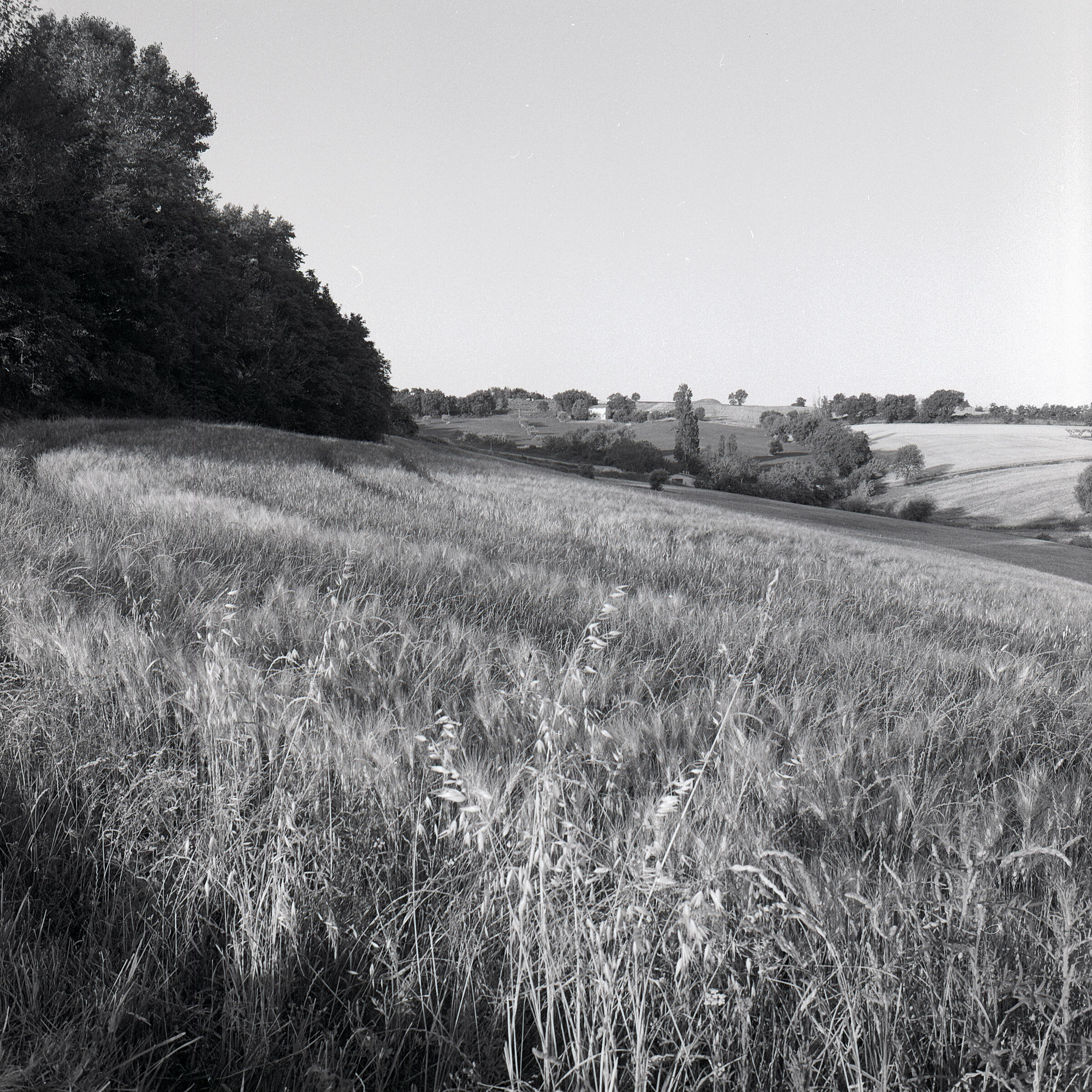 campo di grano a Serra San Quirico