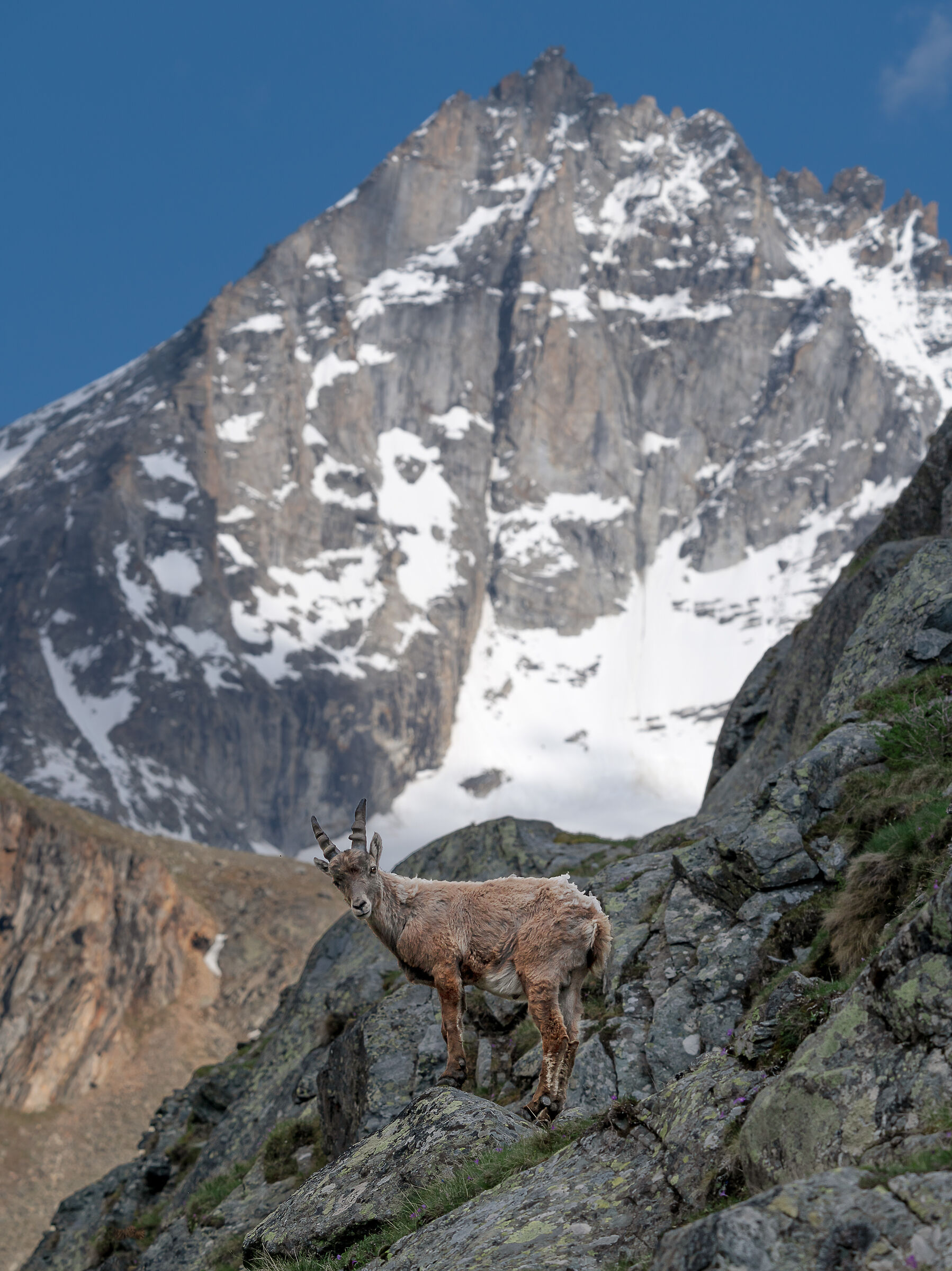 Stambecco e Herbetet