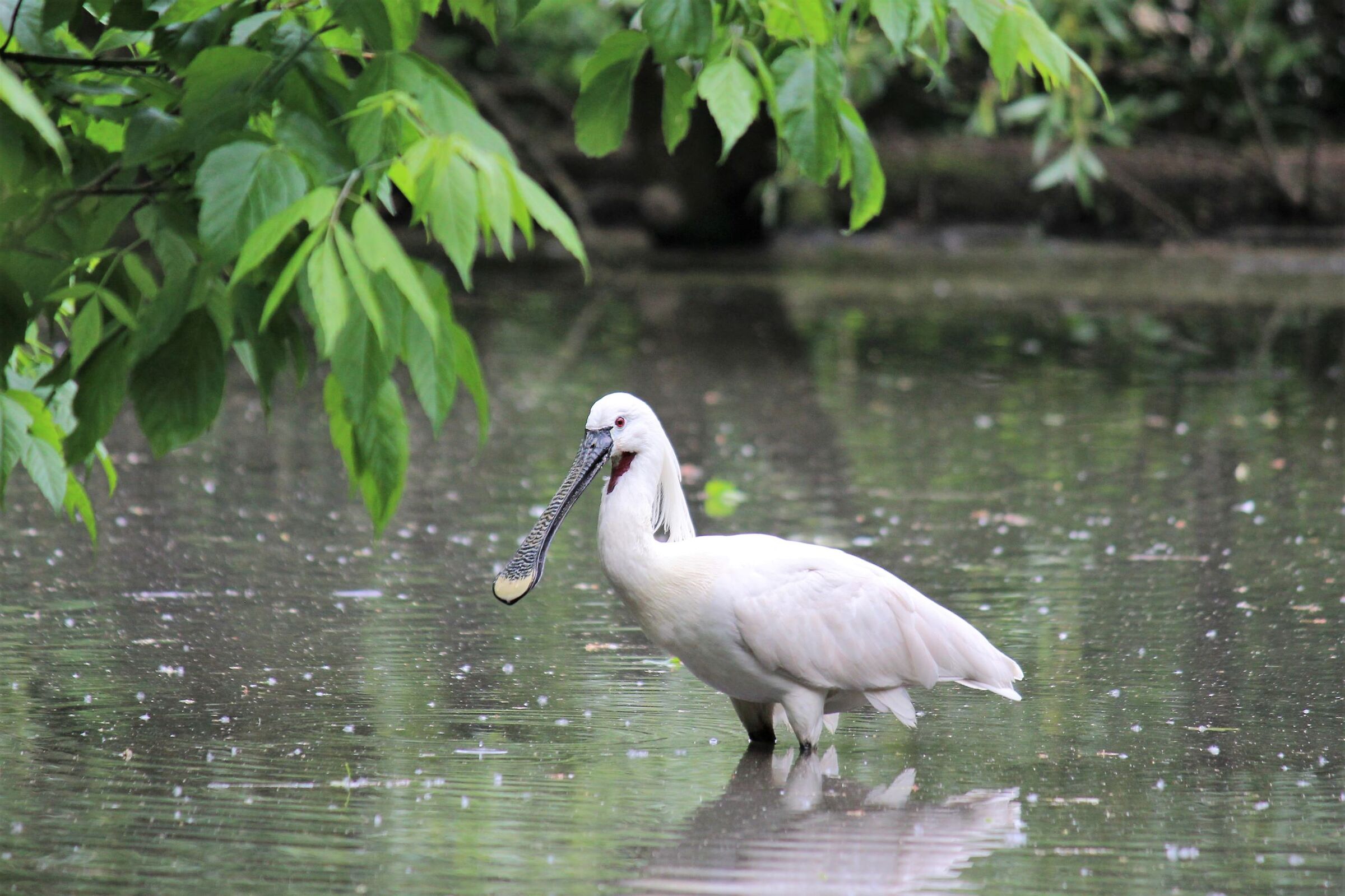 Walking through the flooded forest