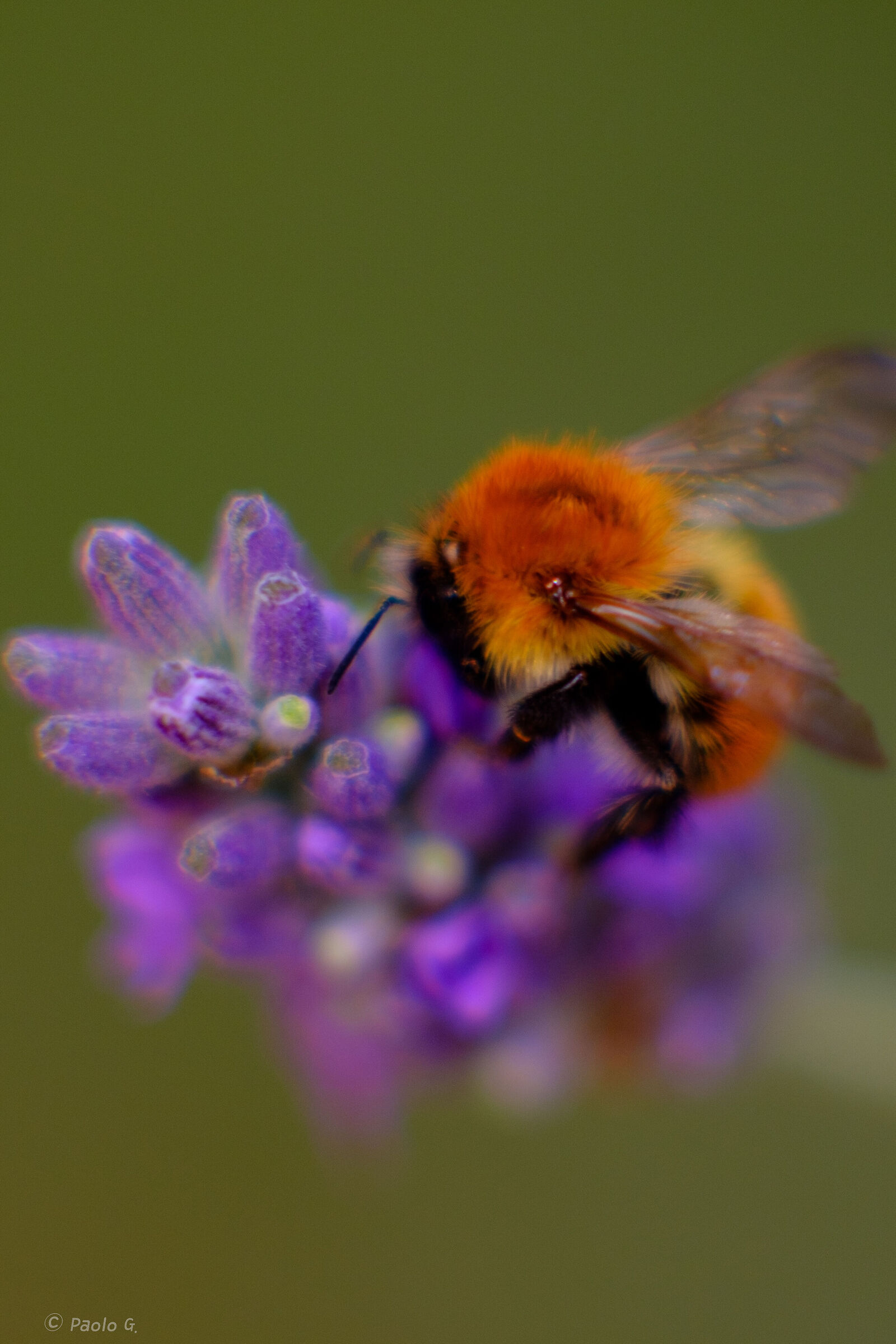 Irresistibile lavanda