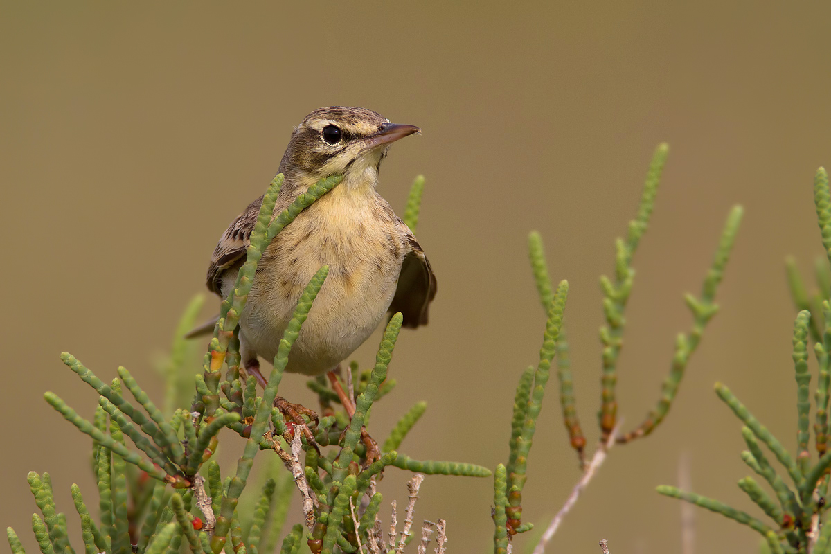 Pipit