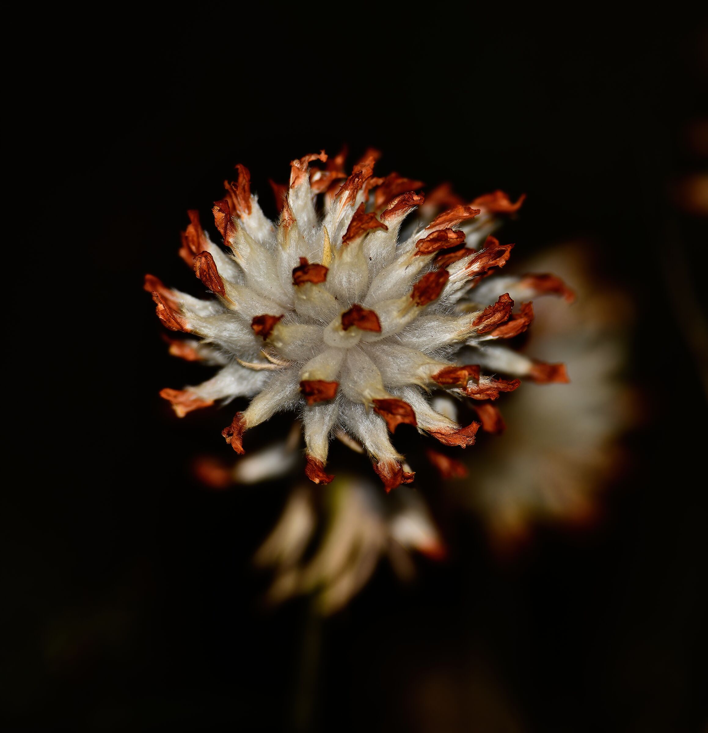 Ai bordi del sentiero ...