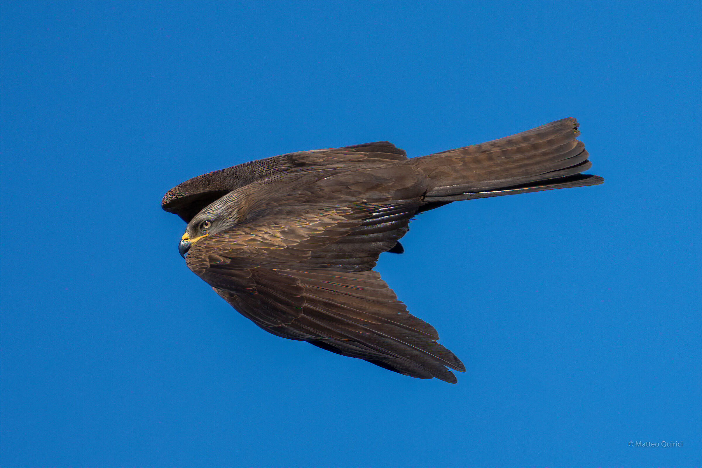 black kite