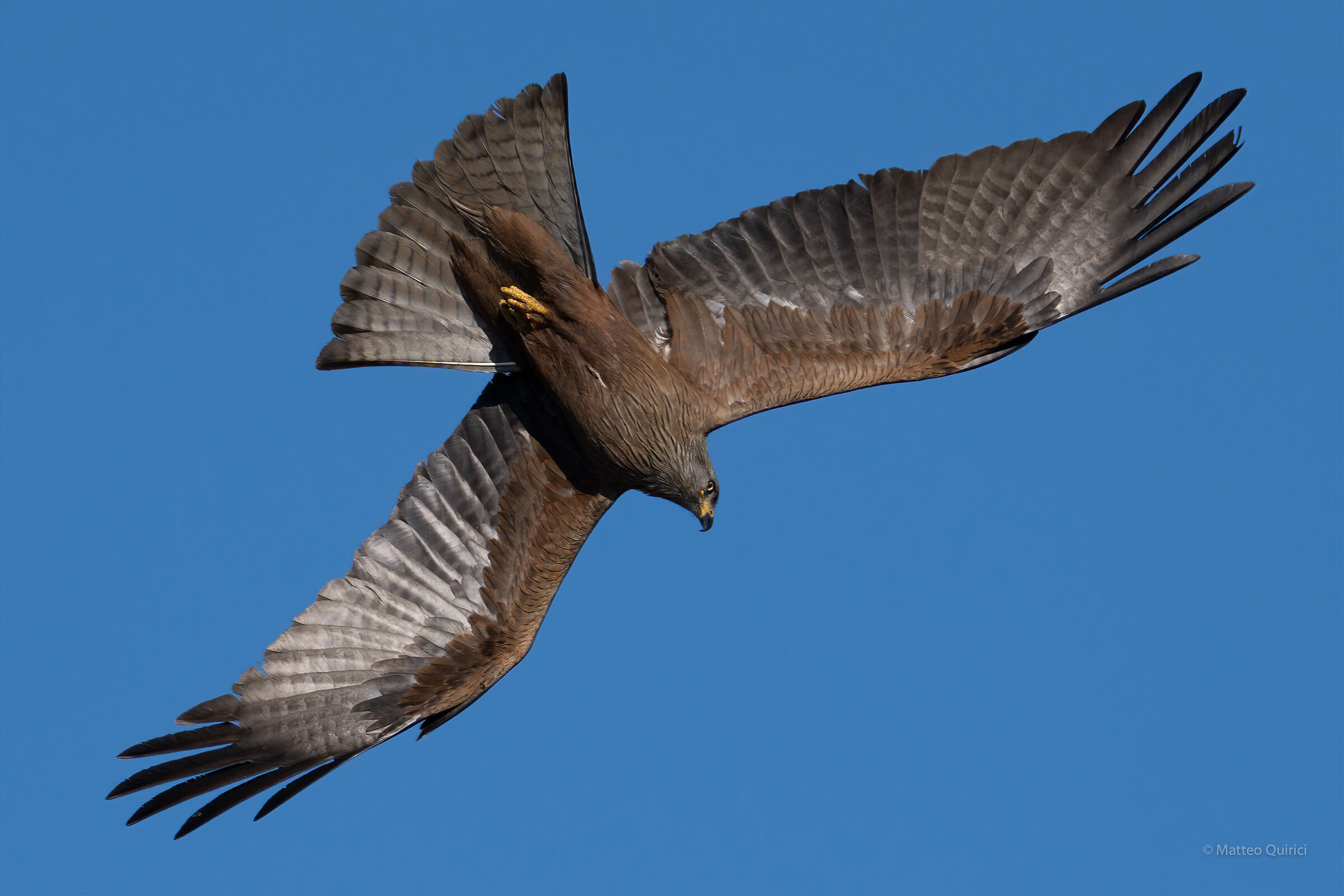 black kite