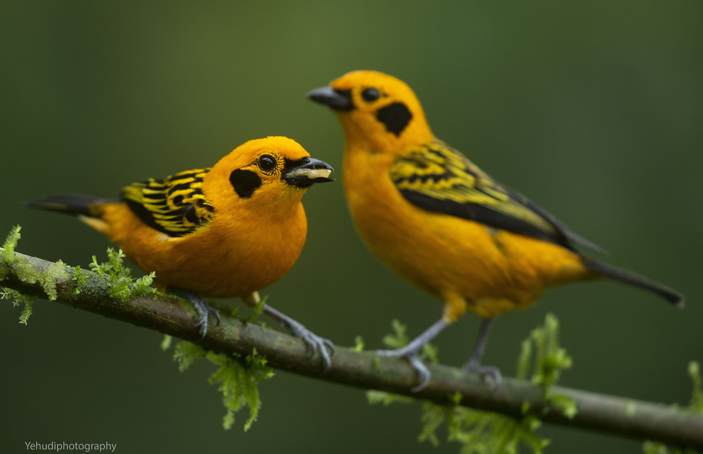 Golden Tanager