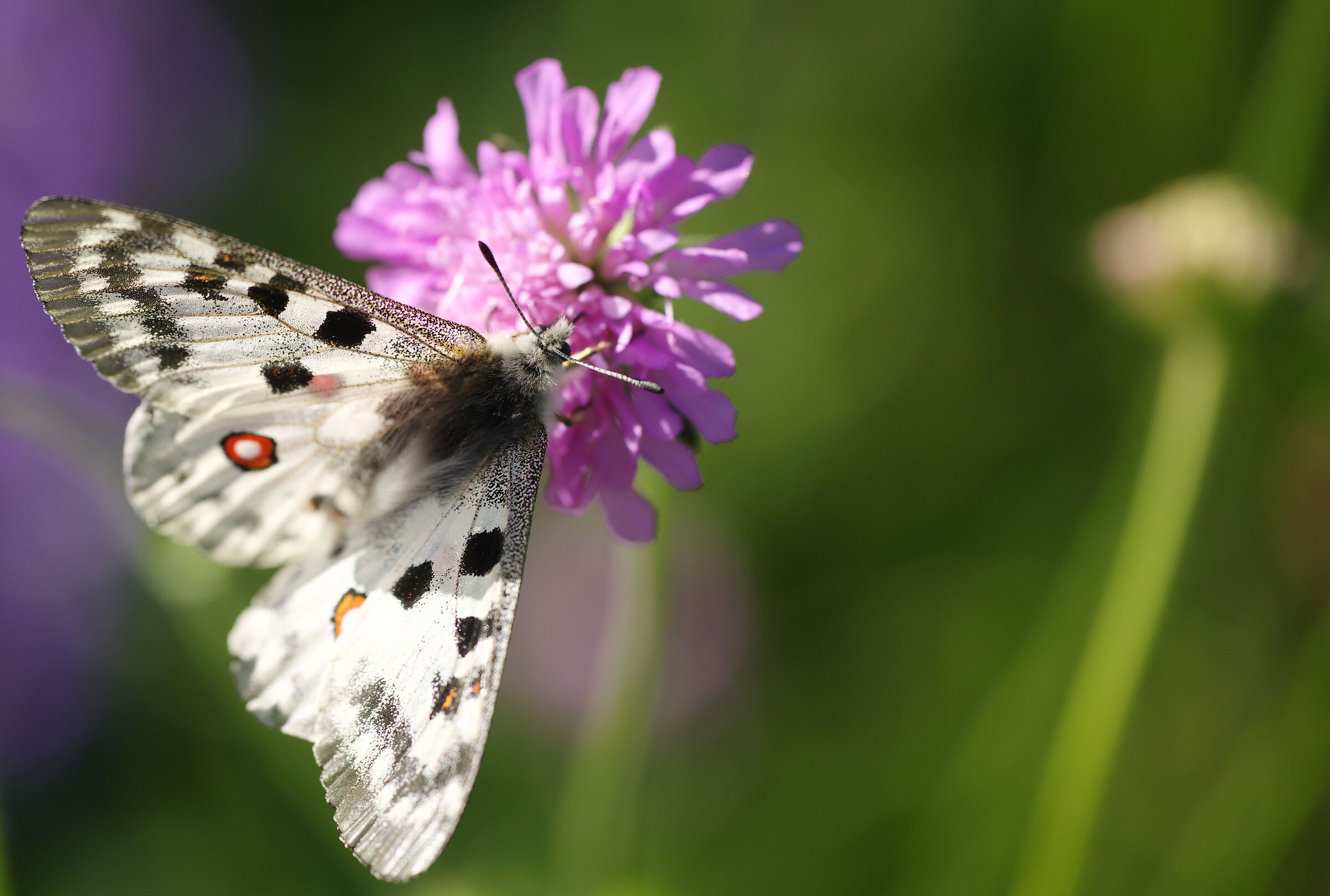 Apollo with red dots in the upper wings