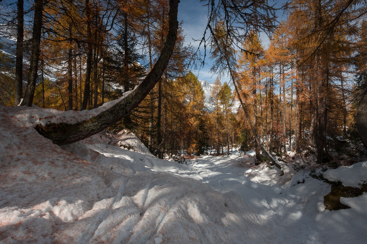 In the october woods ...