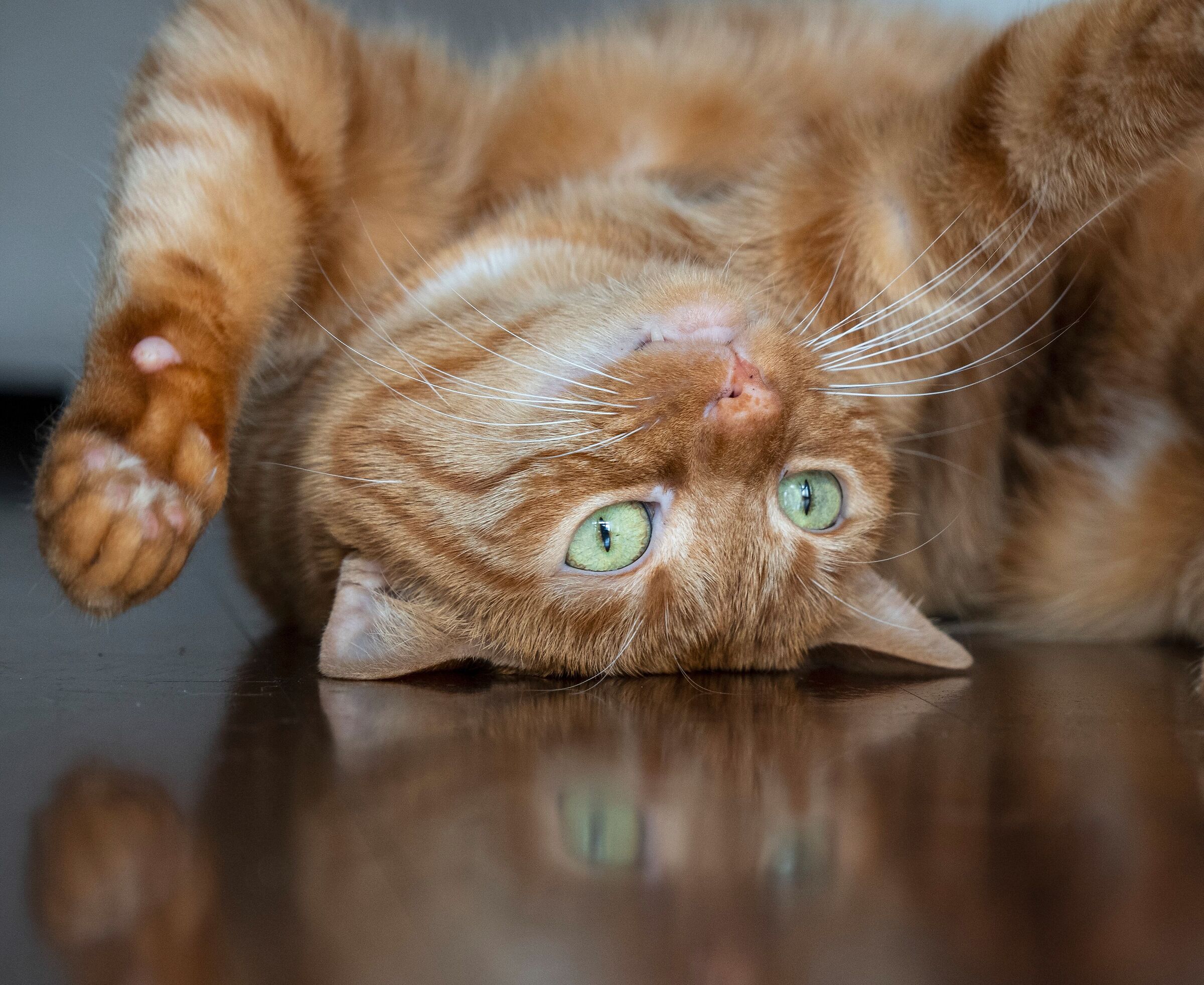 Cat backwards