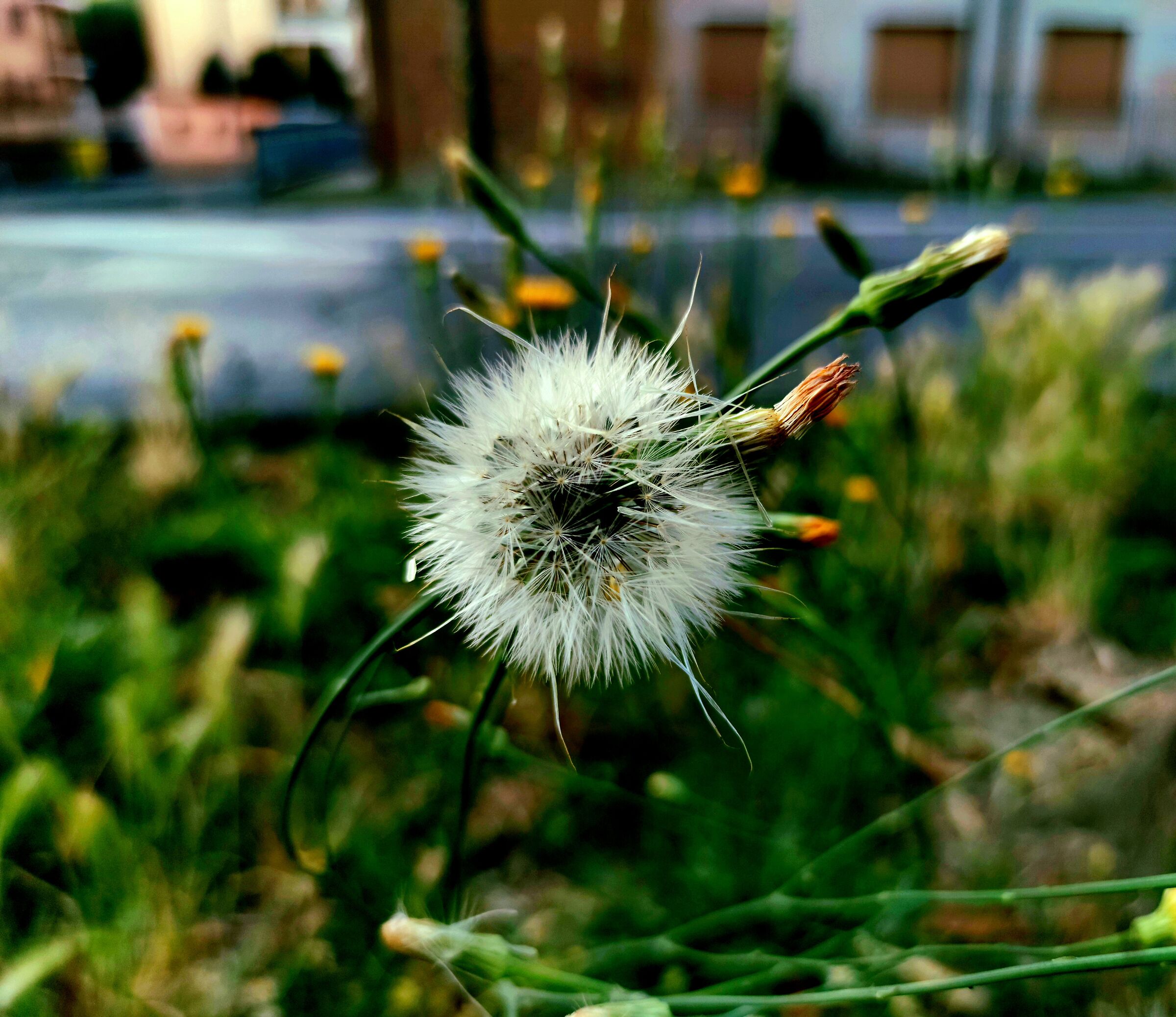dandelion