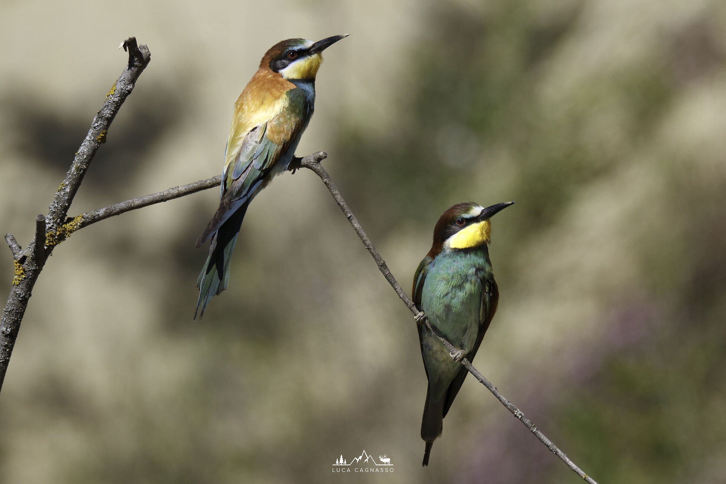 Gruccioni su posatoio 02