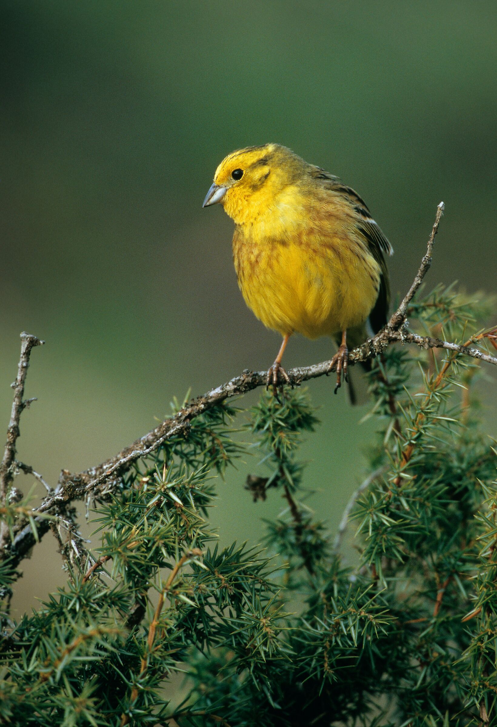 yellowhammer