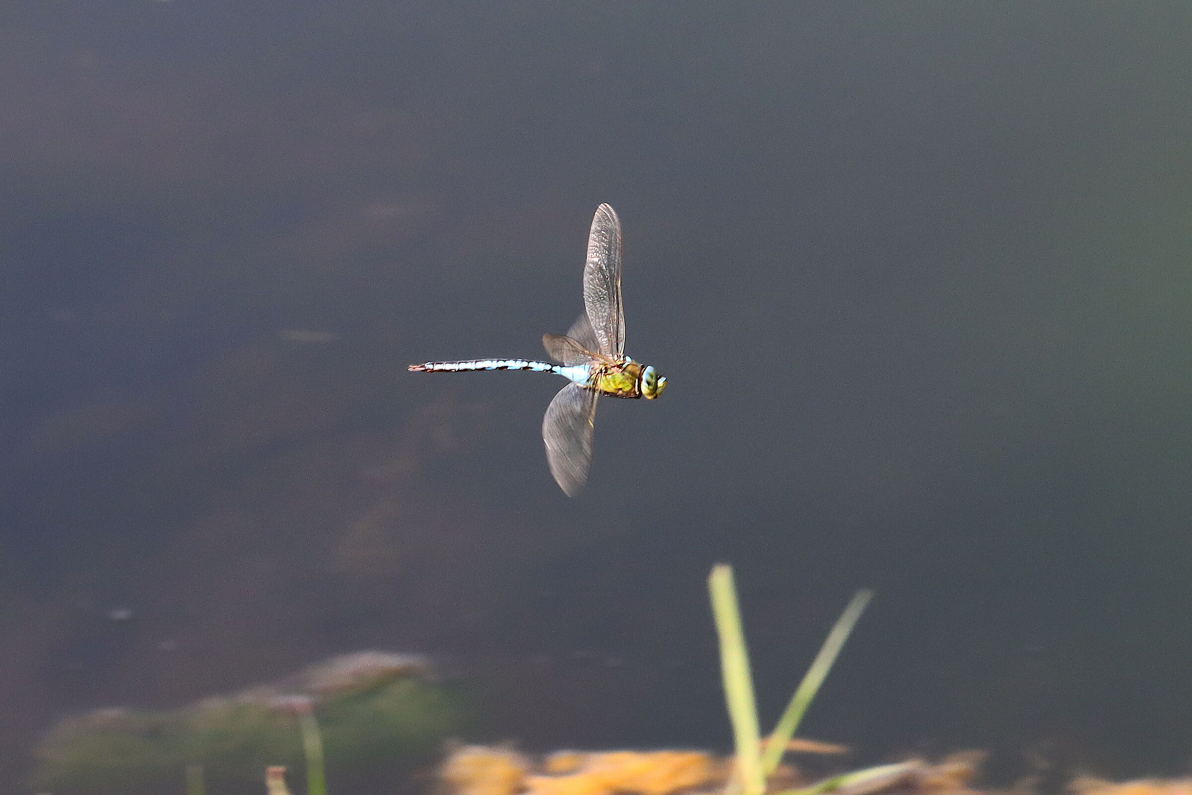 in volo1