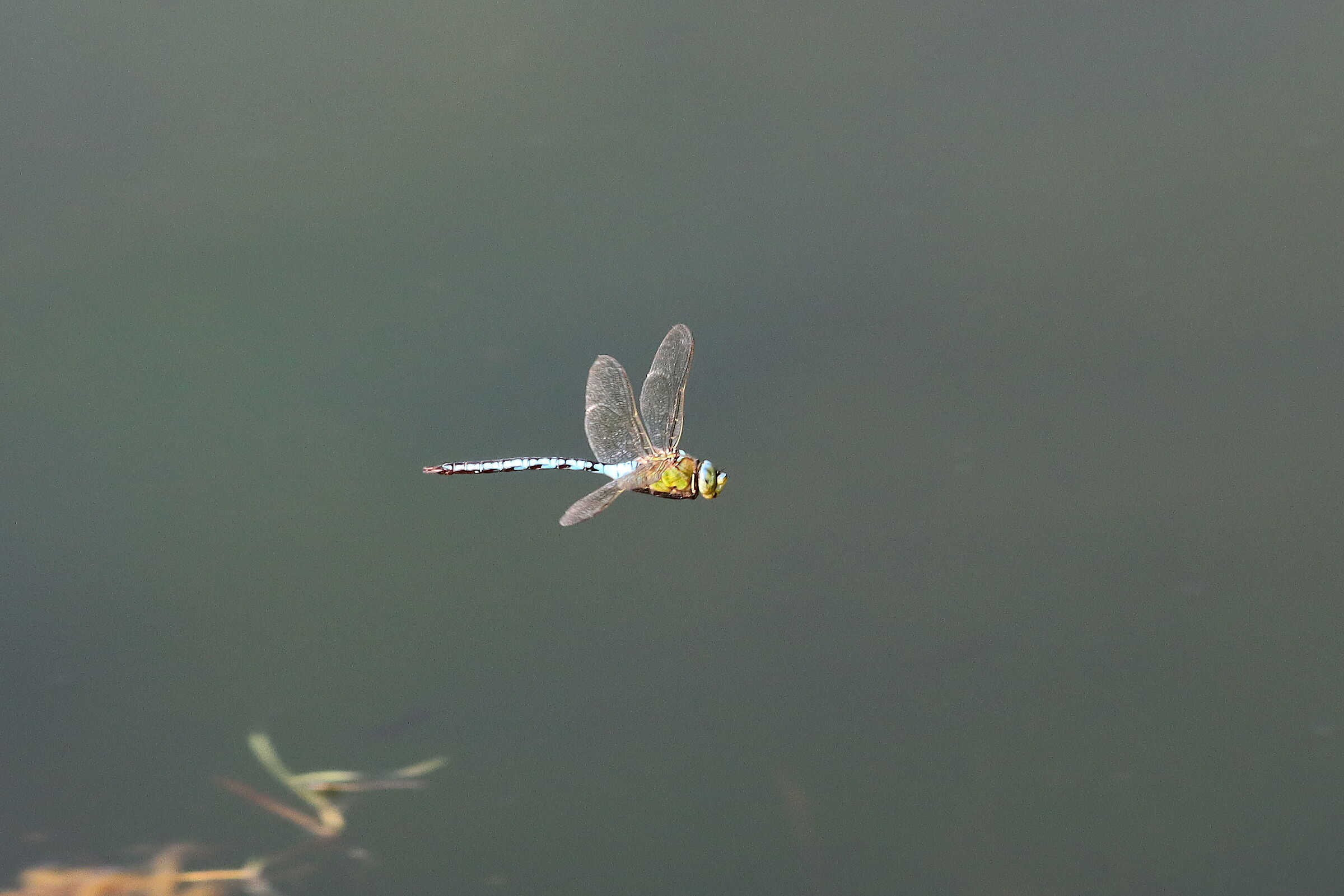 in volo 2