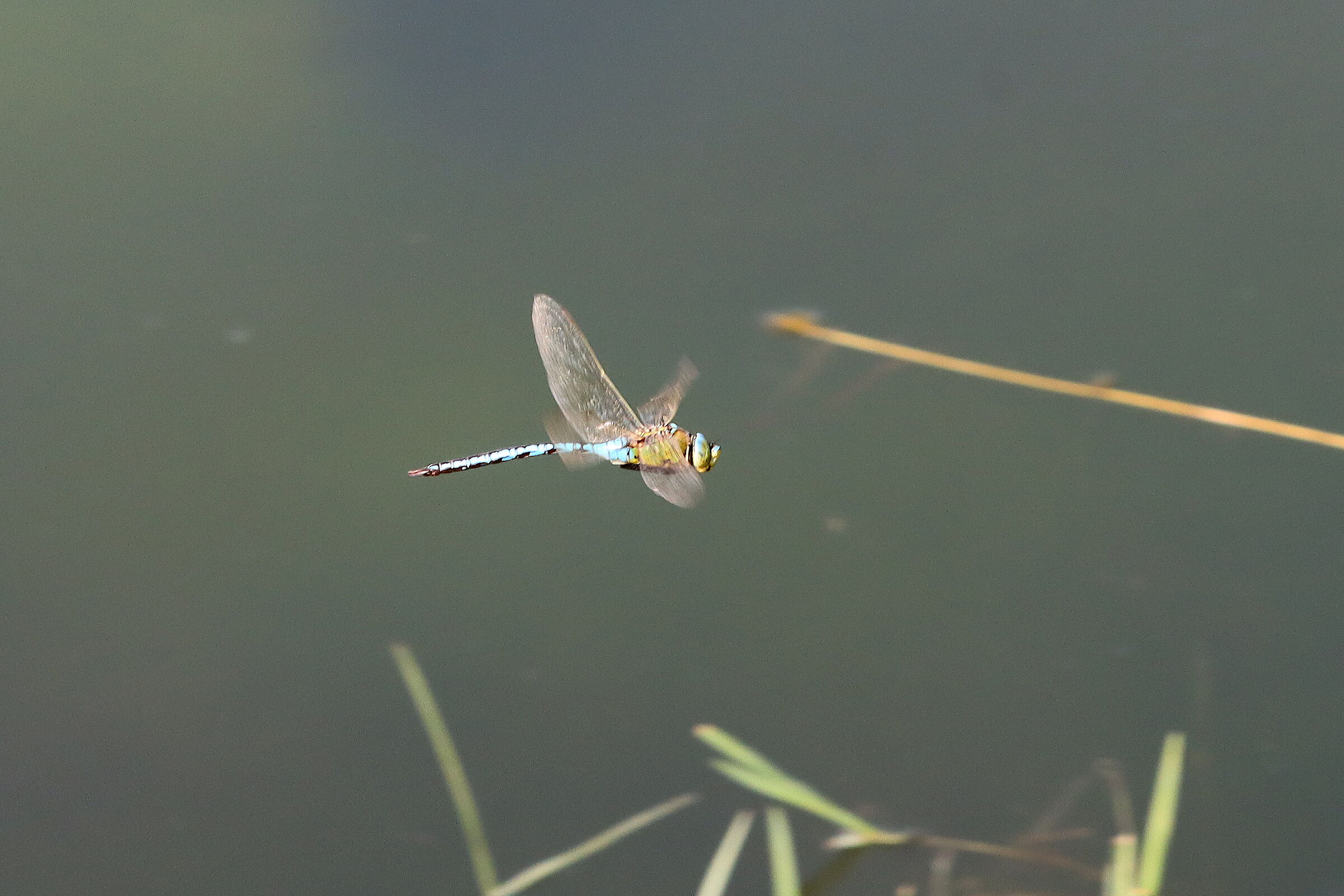 in volo 3