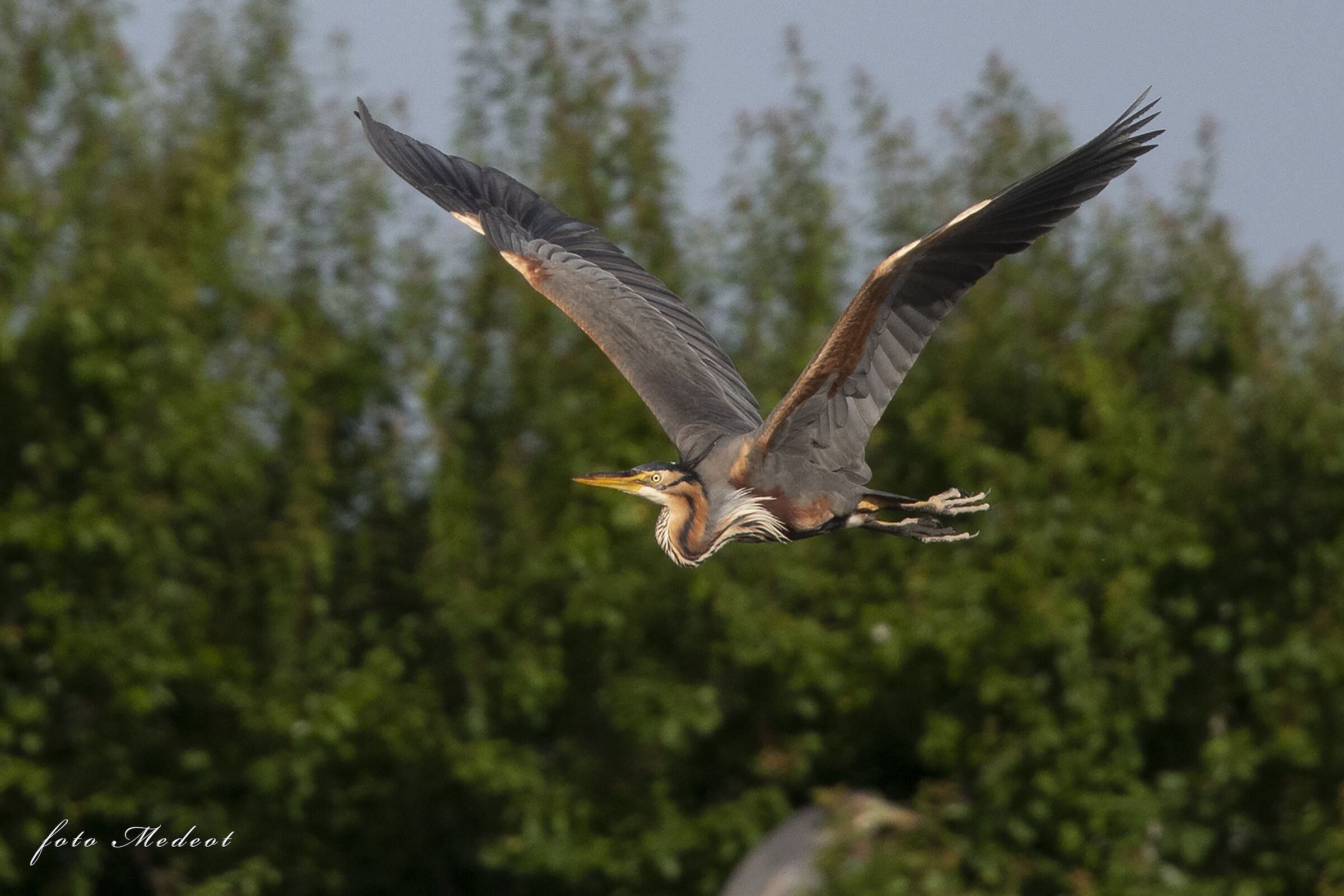 Airone rosso in volo
