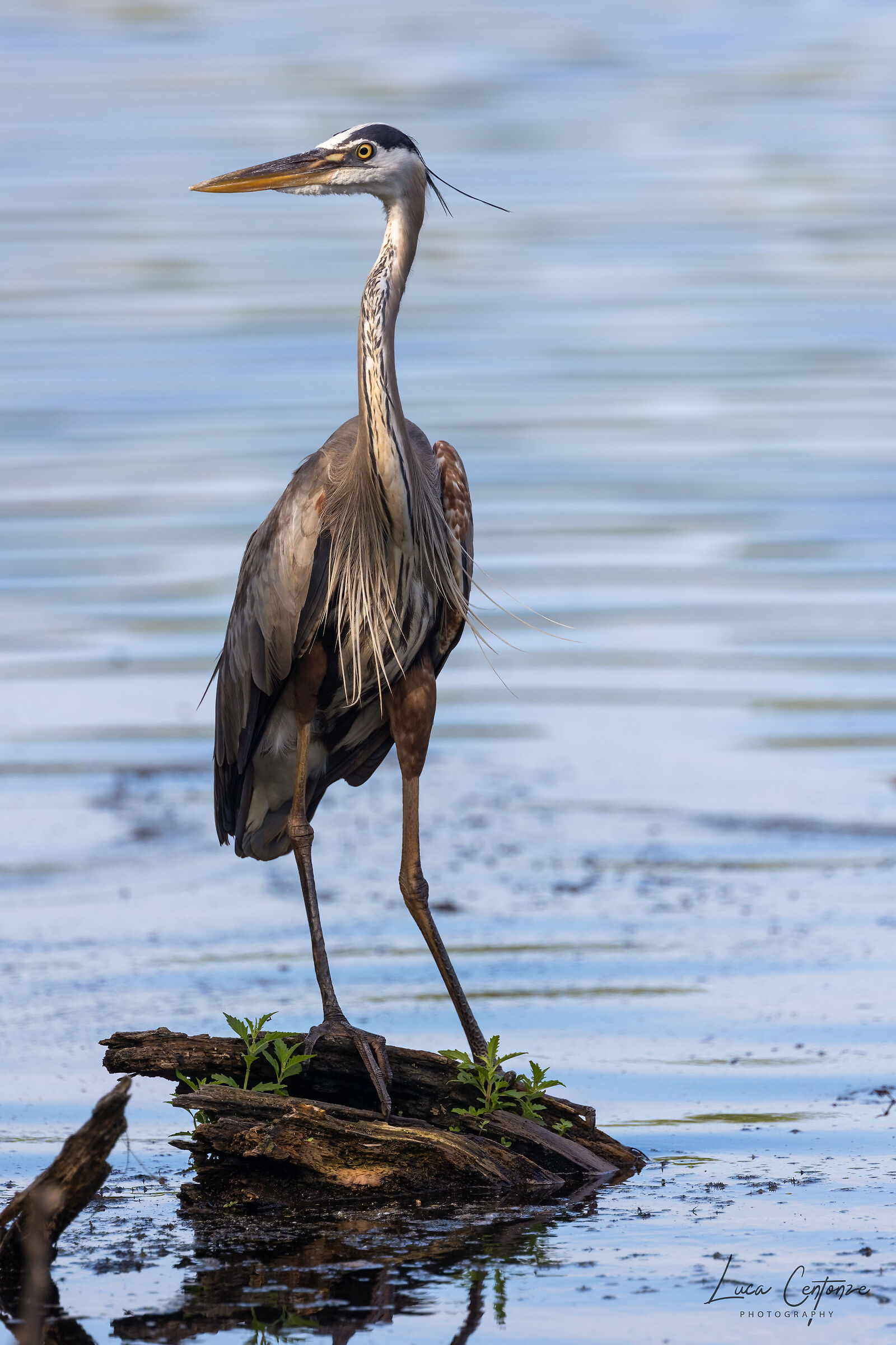 Great Blue Heron (Ardea herodias)