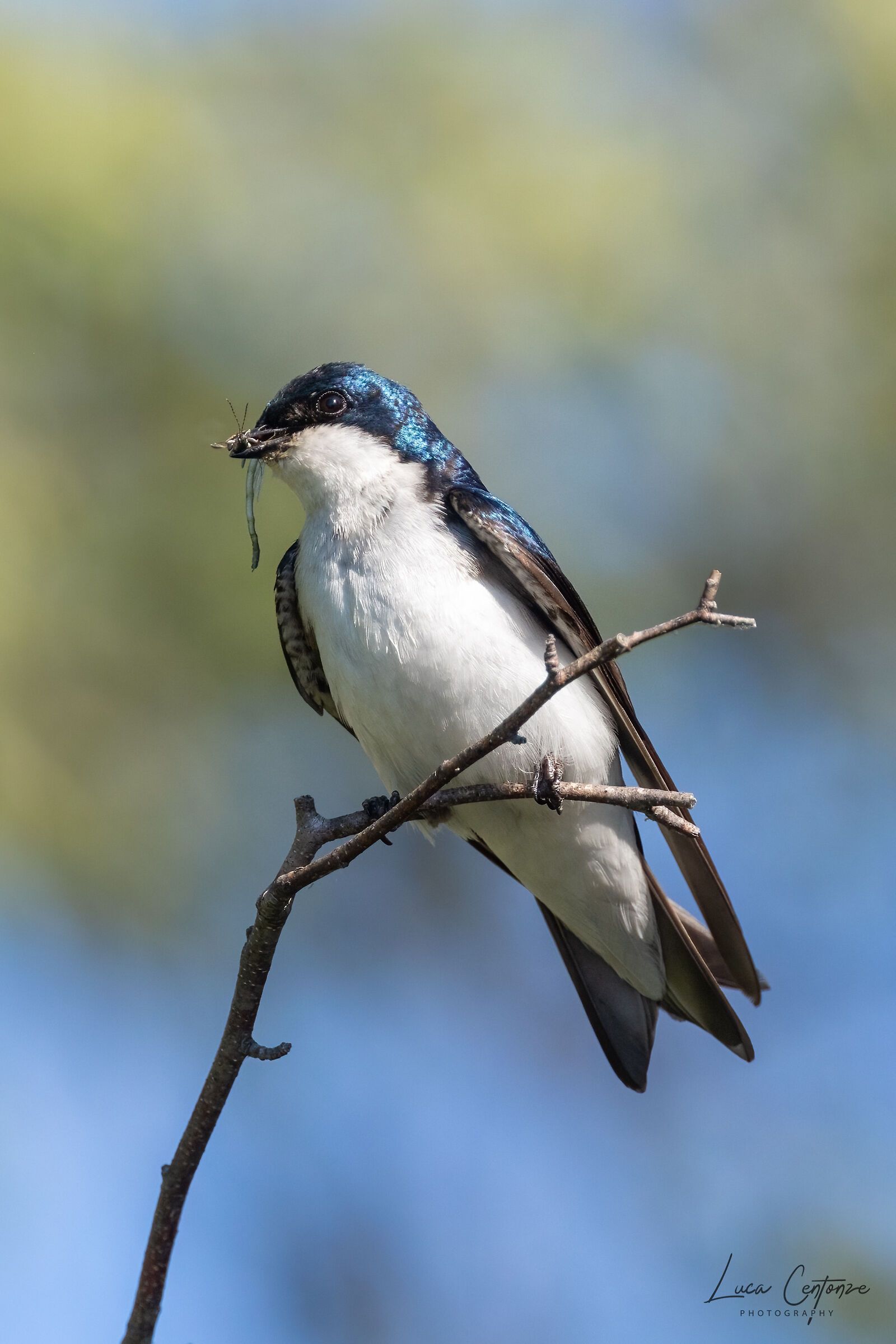Rondine Arboricola bicolore (Tachycineta bicolor)