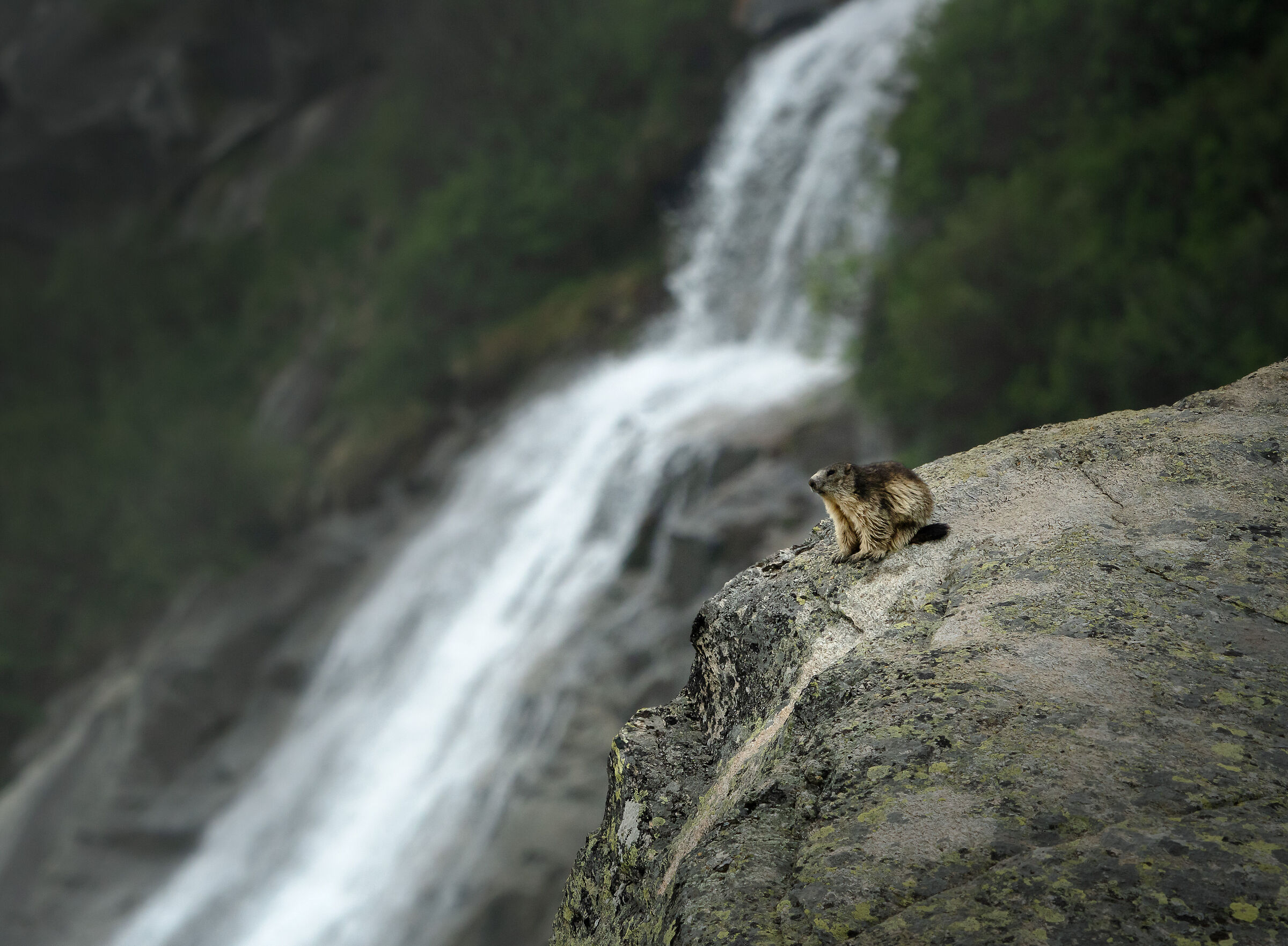 La marmotta e la cascata