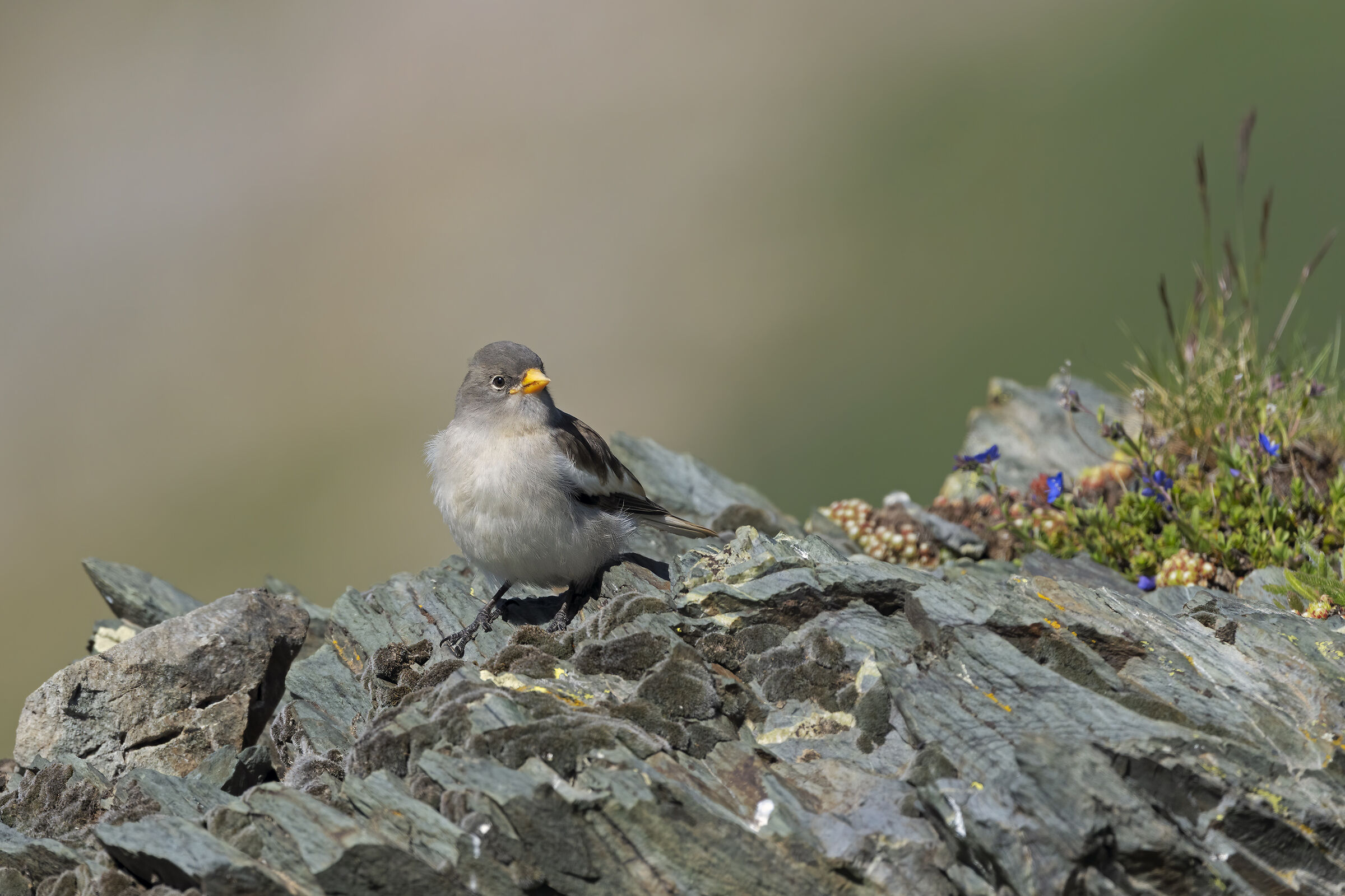 The young Alpine Finch.