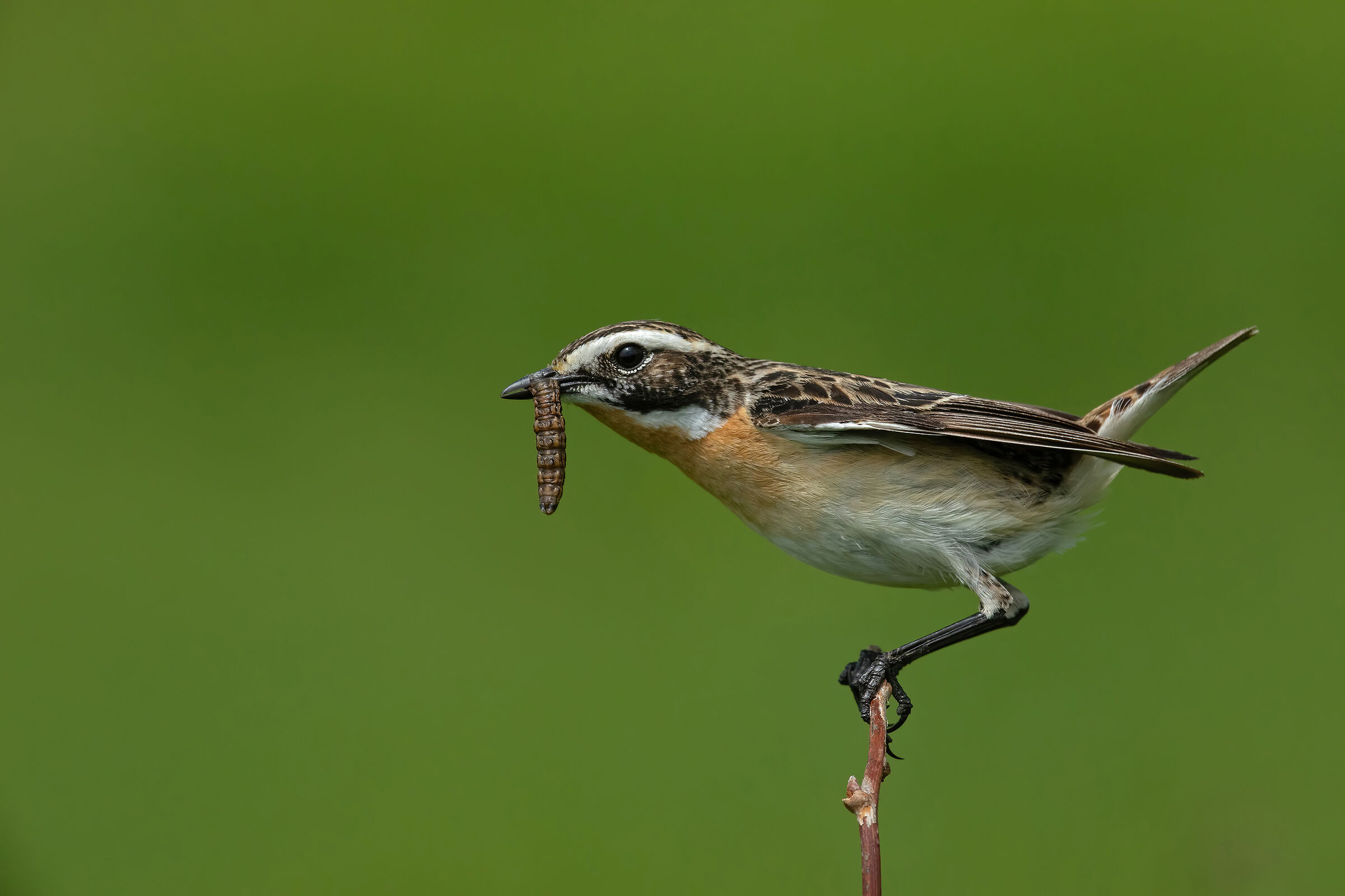 whinchat