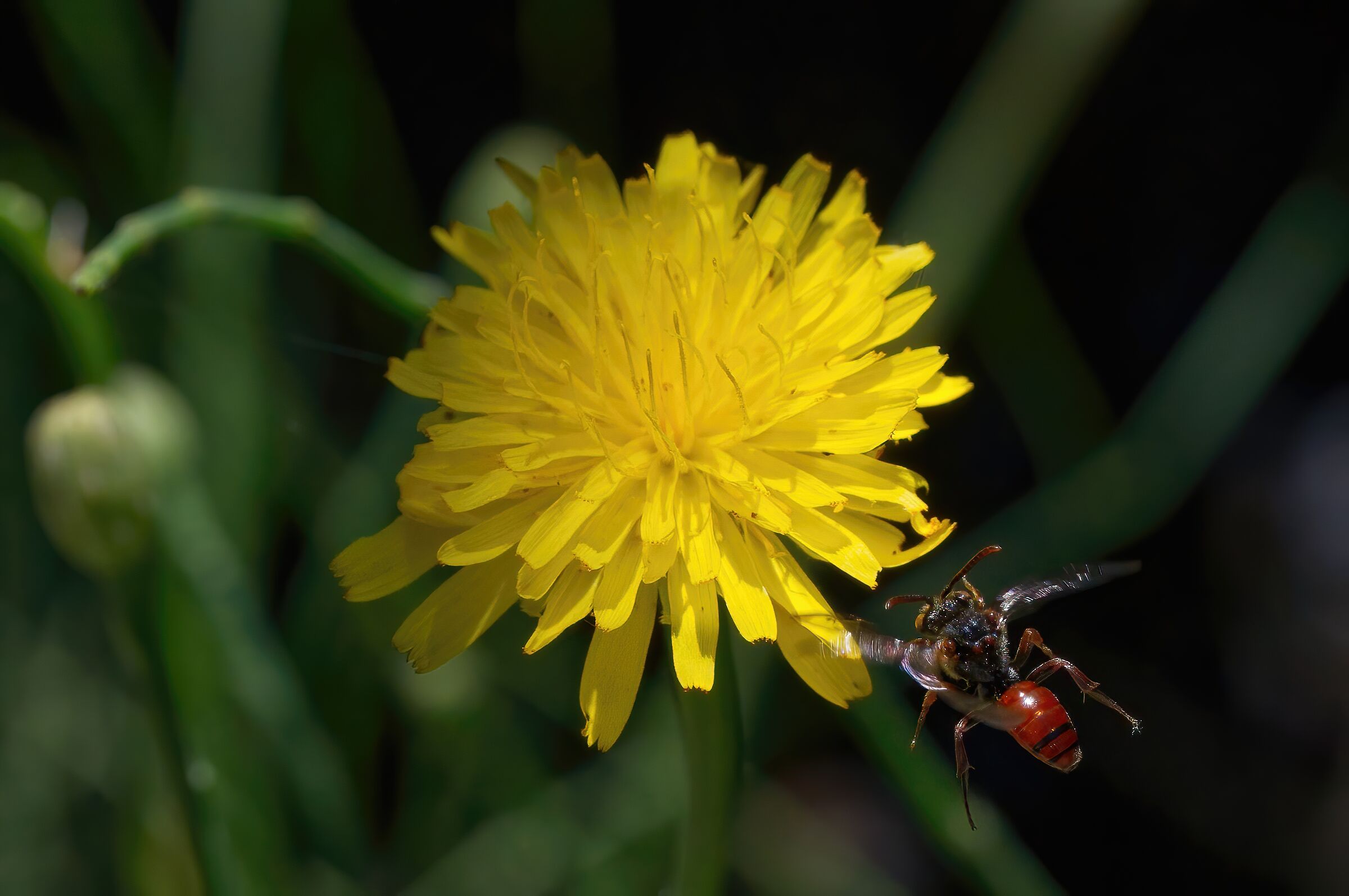Atterraggio sul fiore giallo