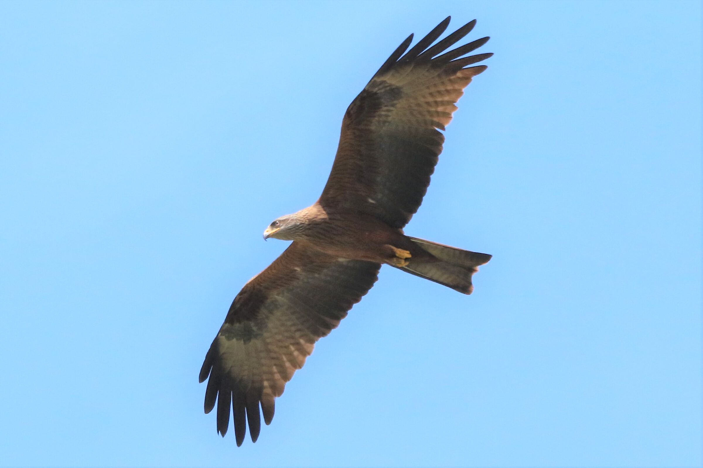black kite