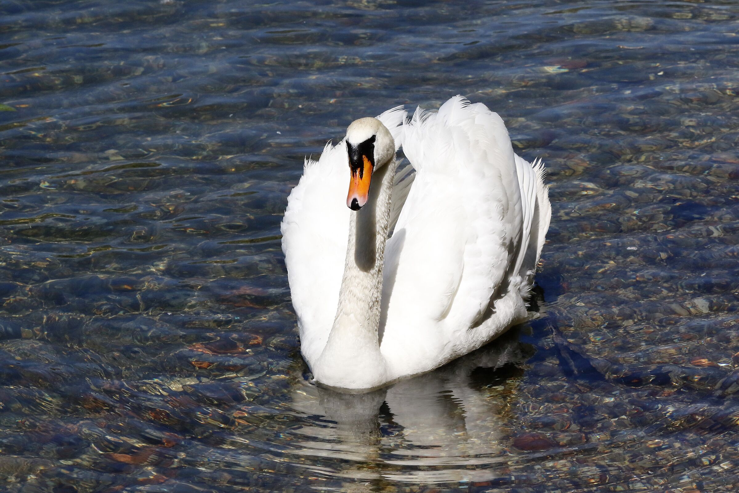mute swan