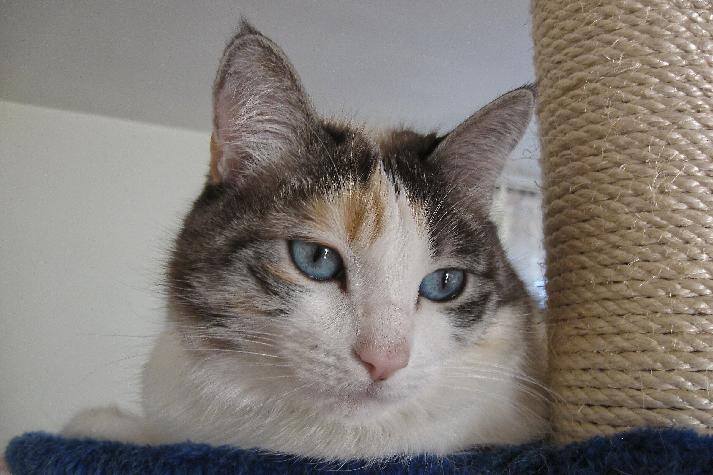 ZOE 06/2005---02/11/2020