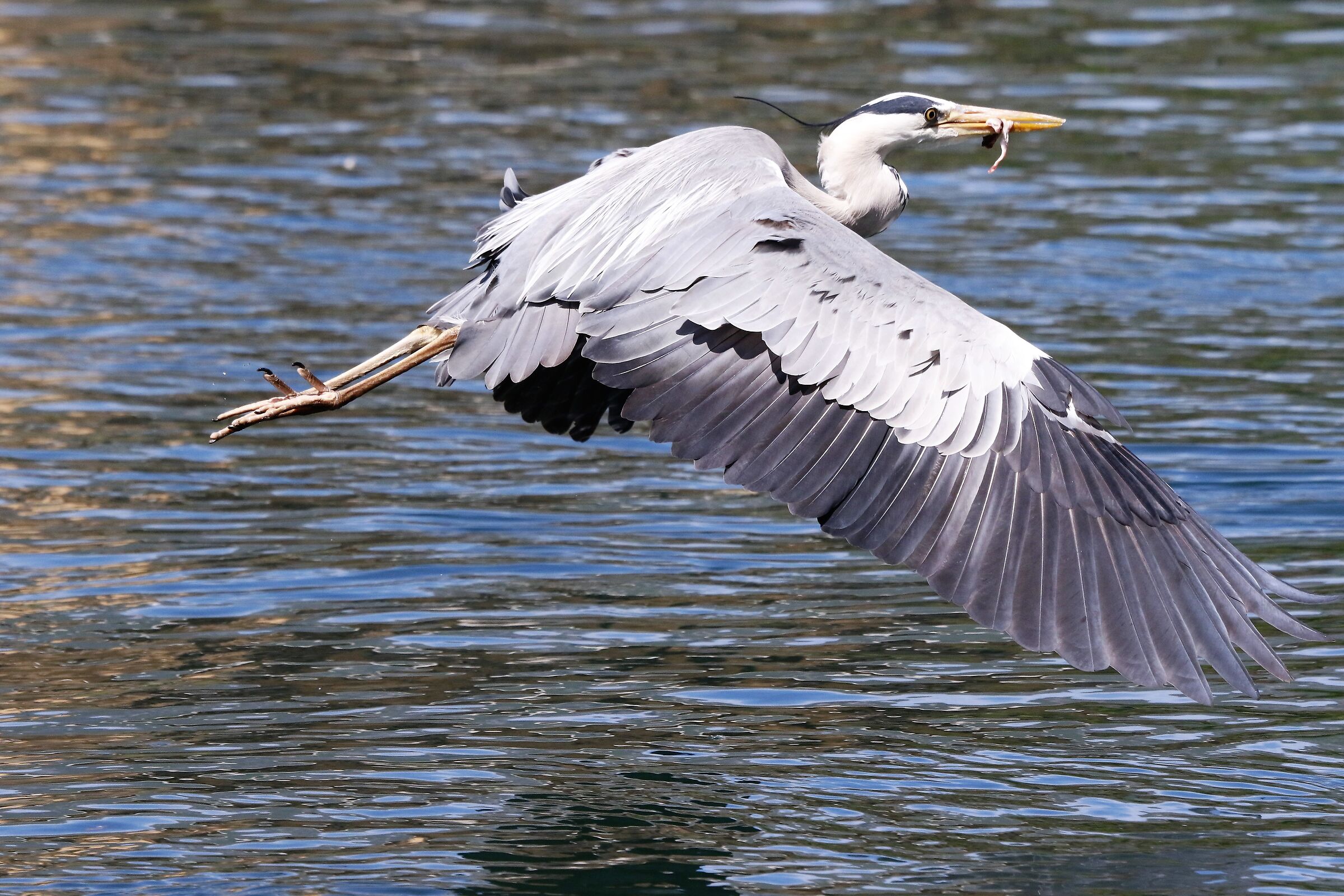 grey heron