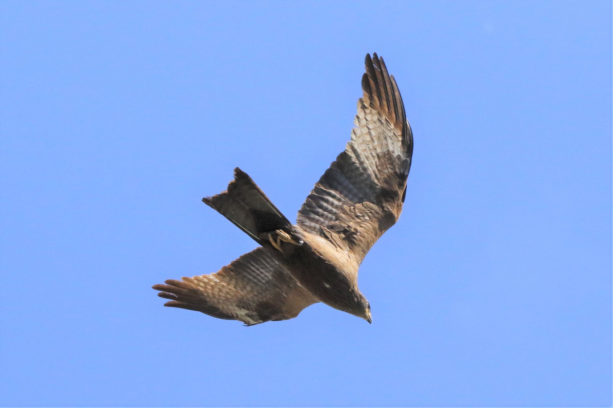 black kite