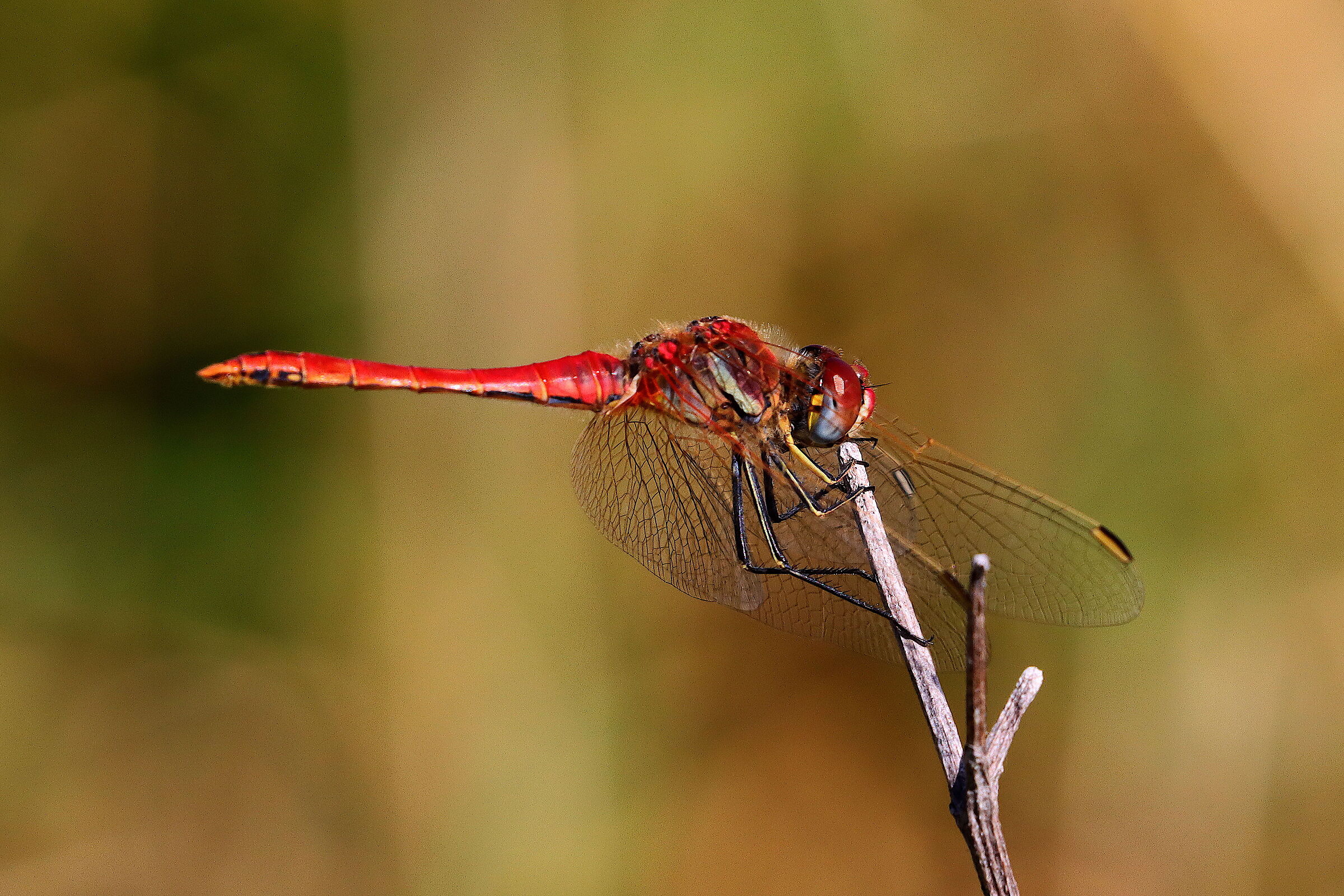 libellula 002