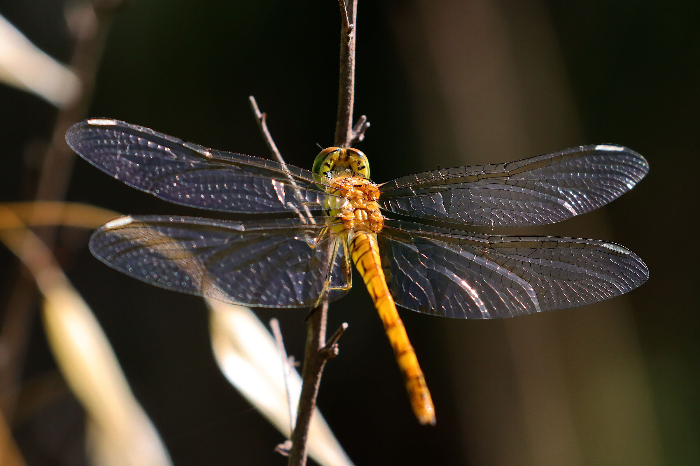 libellula 003