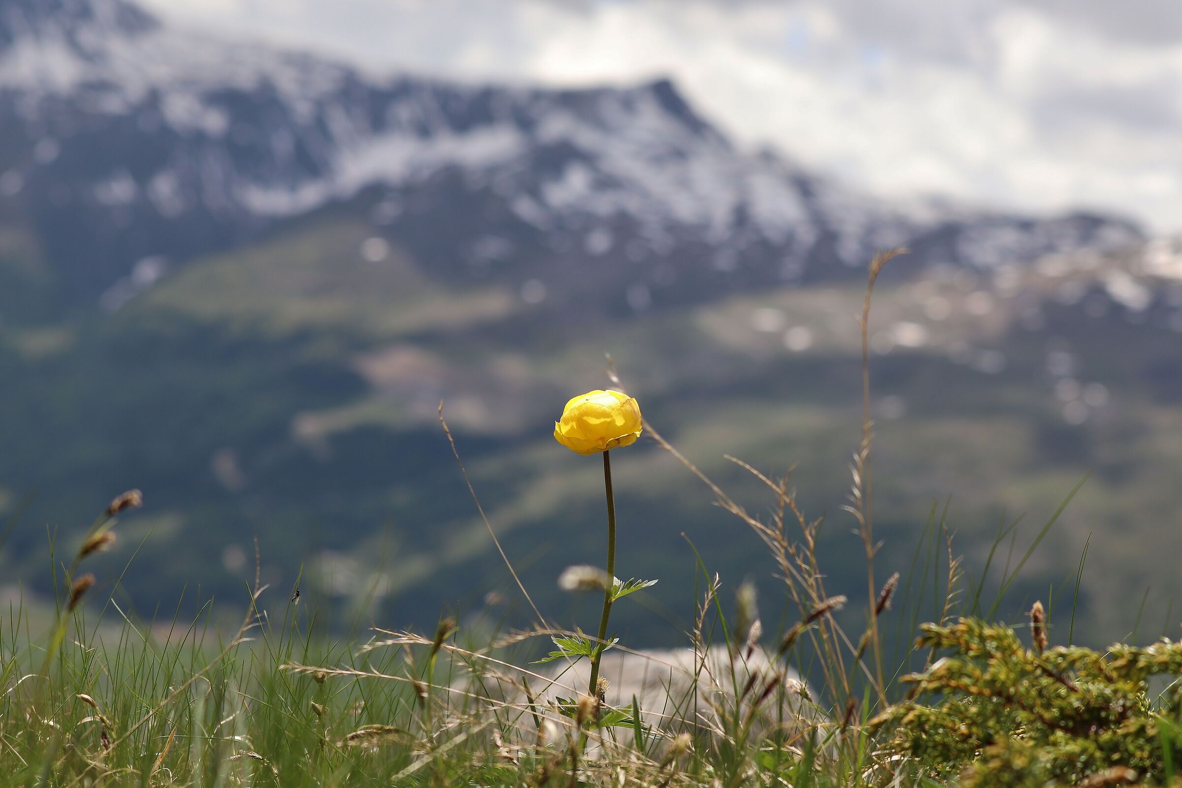 Pe&lstrok;nik europejski