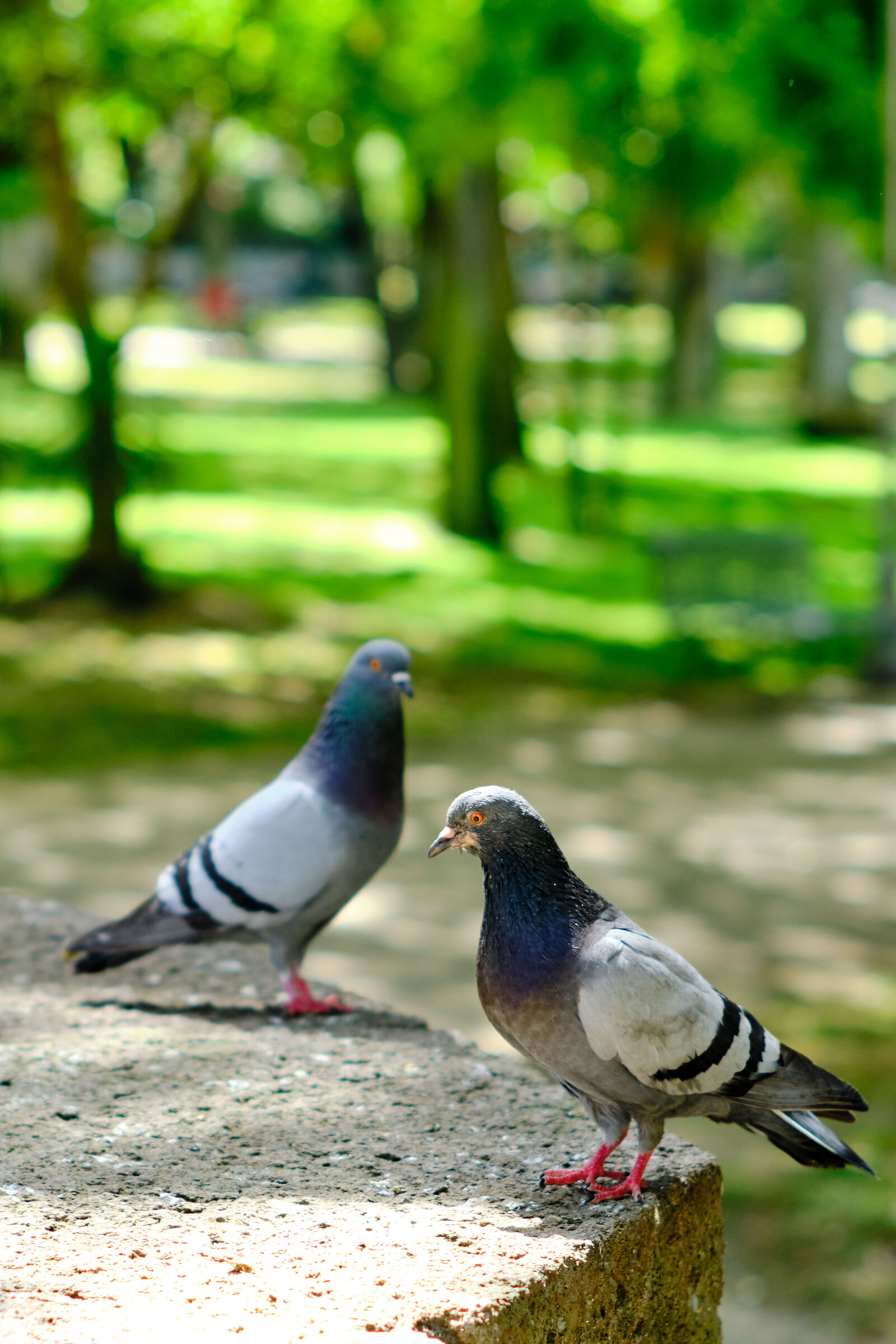 pigeon 2