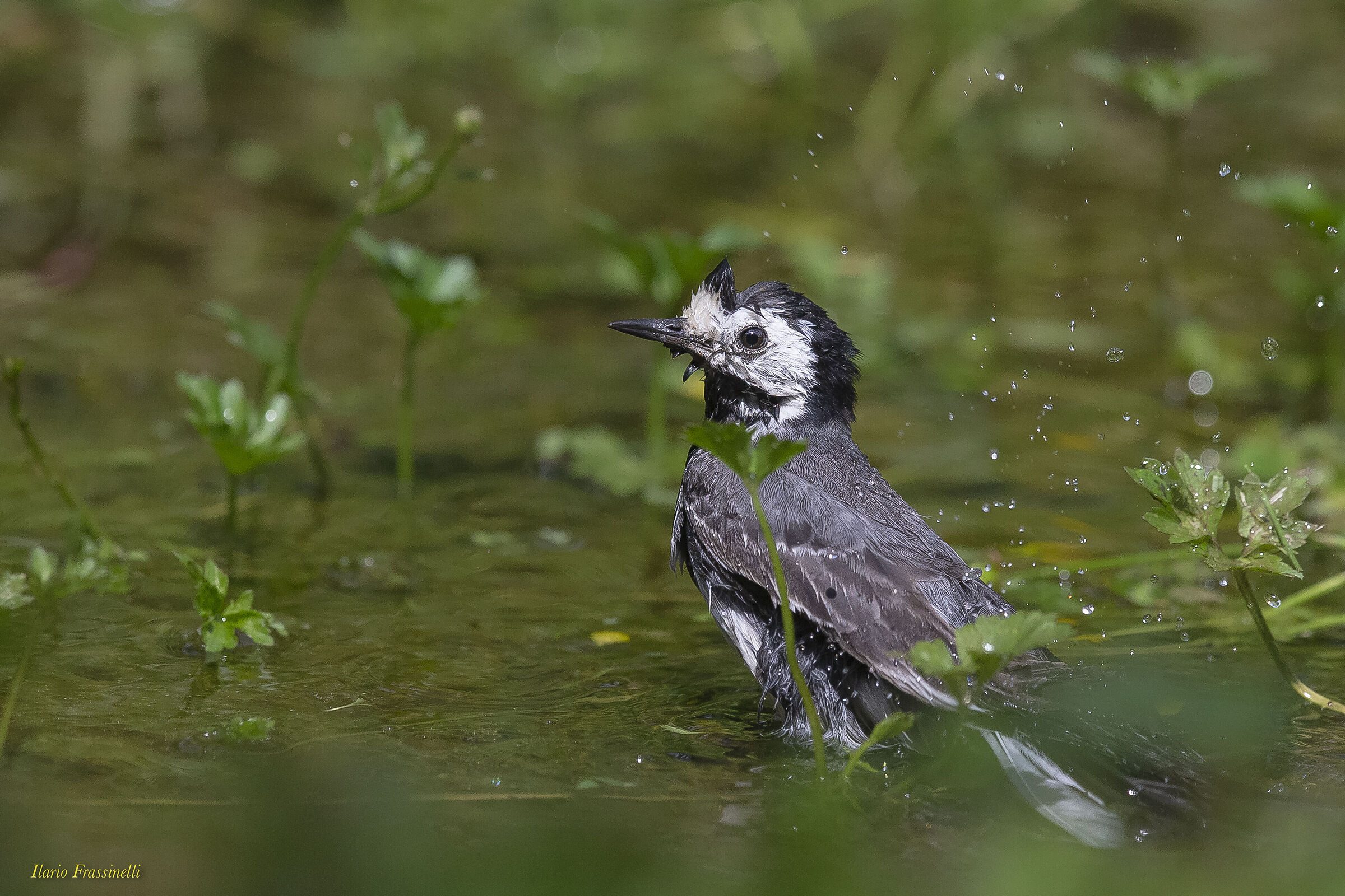 Bagnetto della ballerina bianca