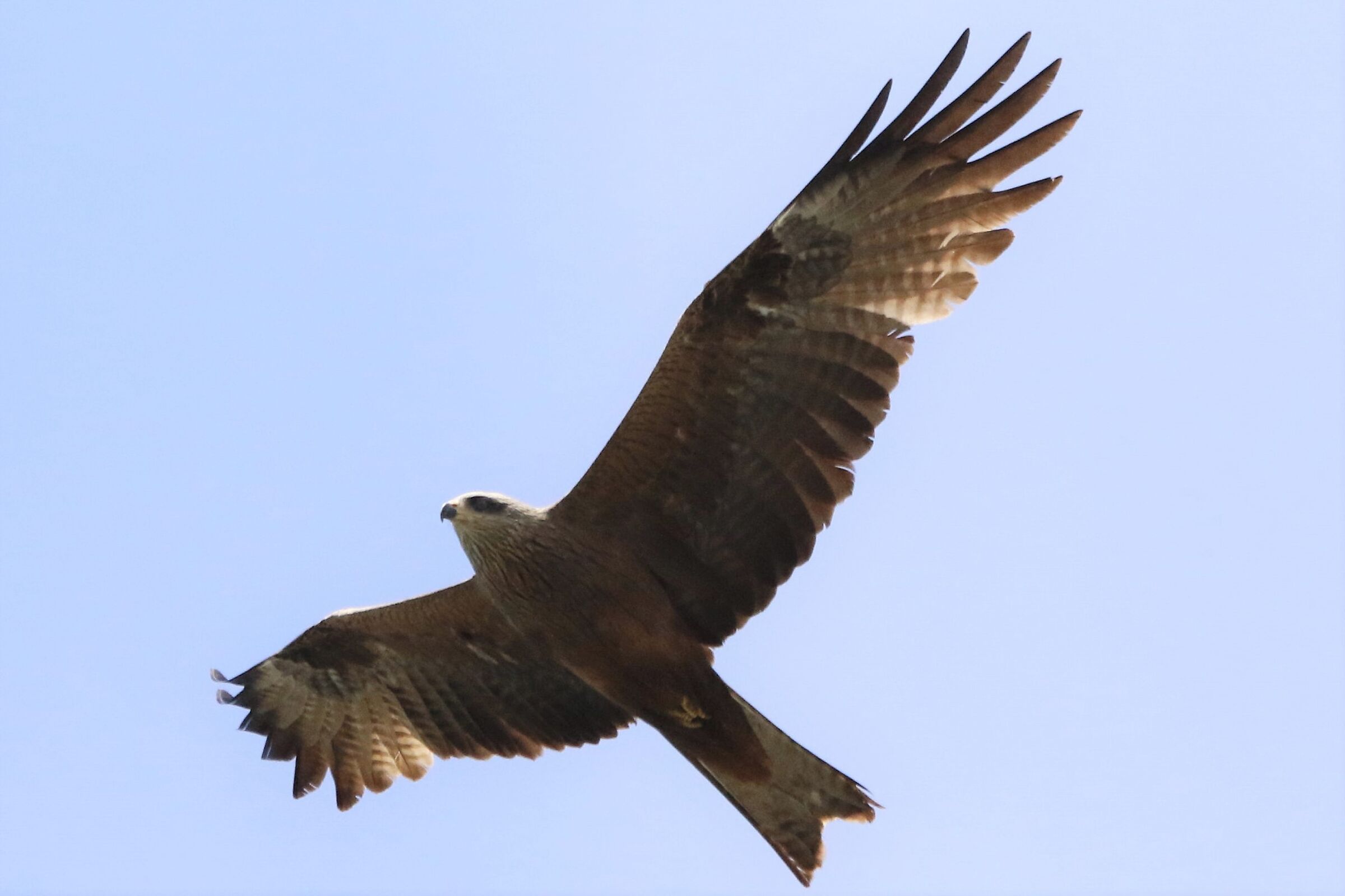 black kite
