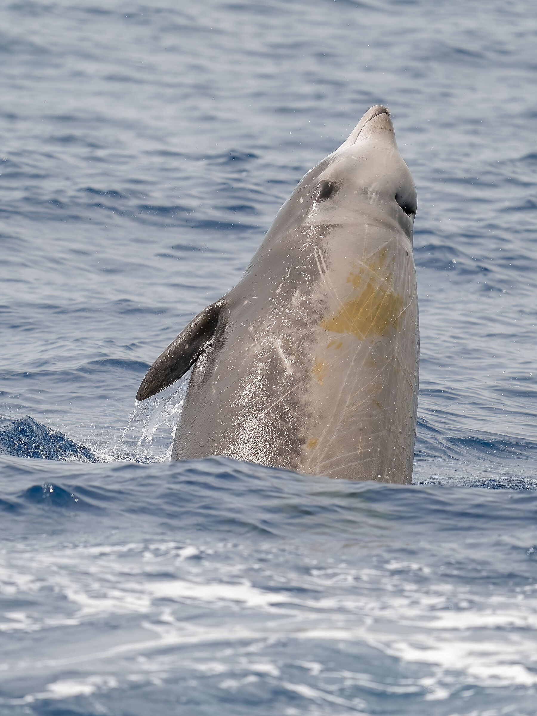 Zifio 20.06.2021 off Genoa