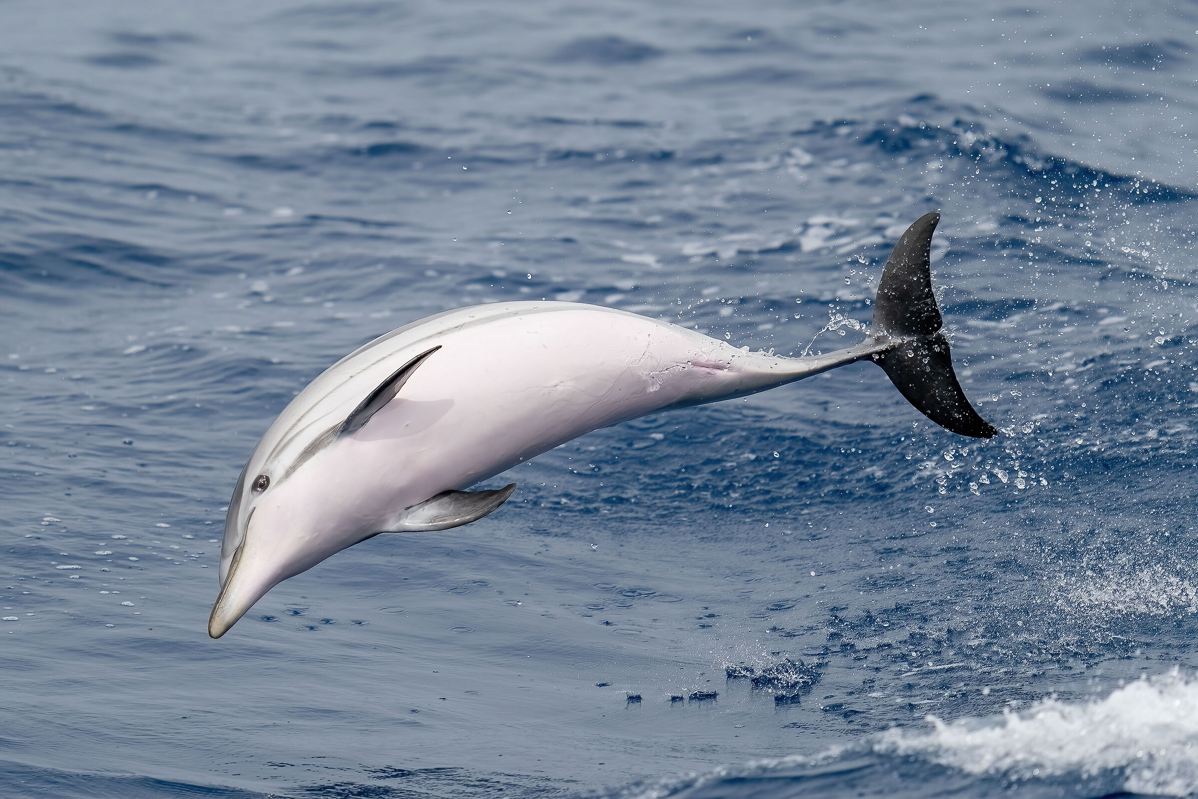 Striped stenella 20.06.21 off Genoa