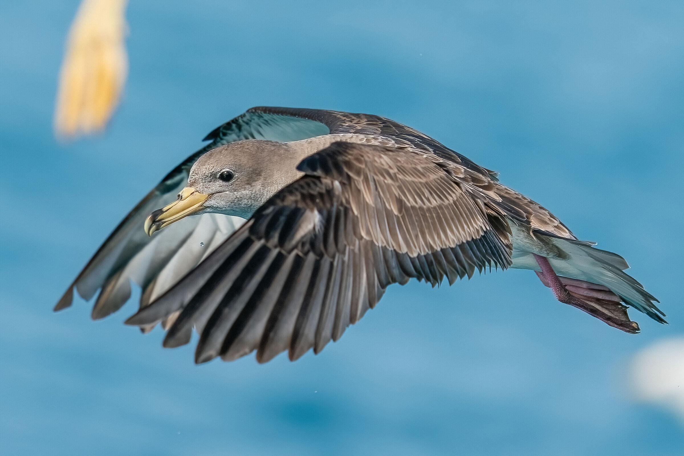Berta Maggiore (Calonectris diomedea) Viareggio