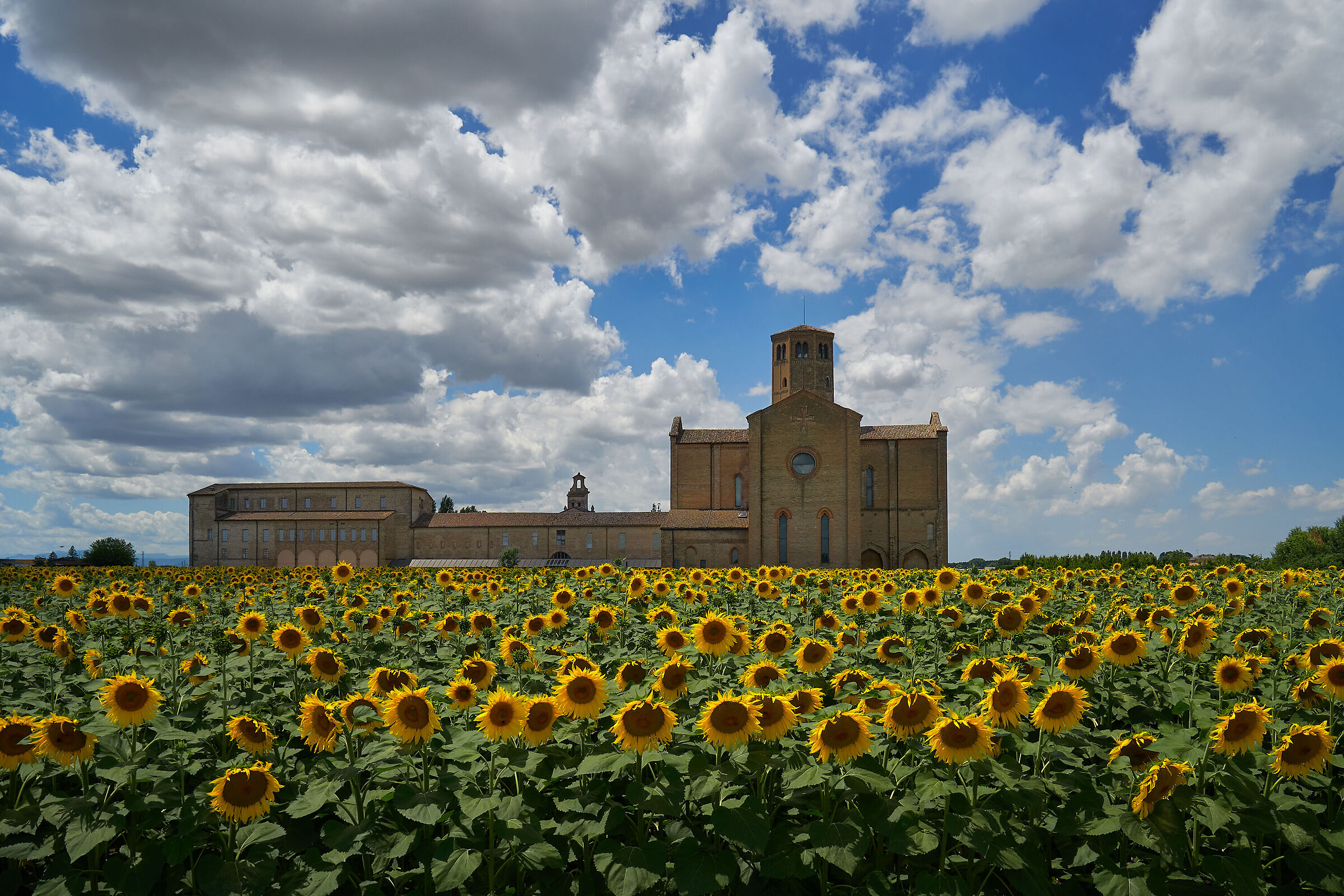 Sunflowers of Valserena