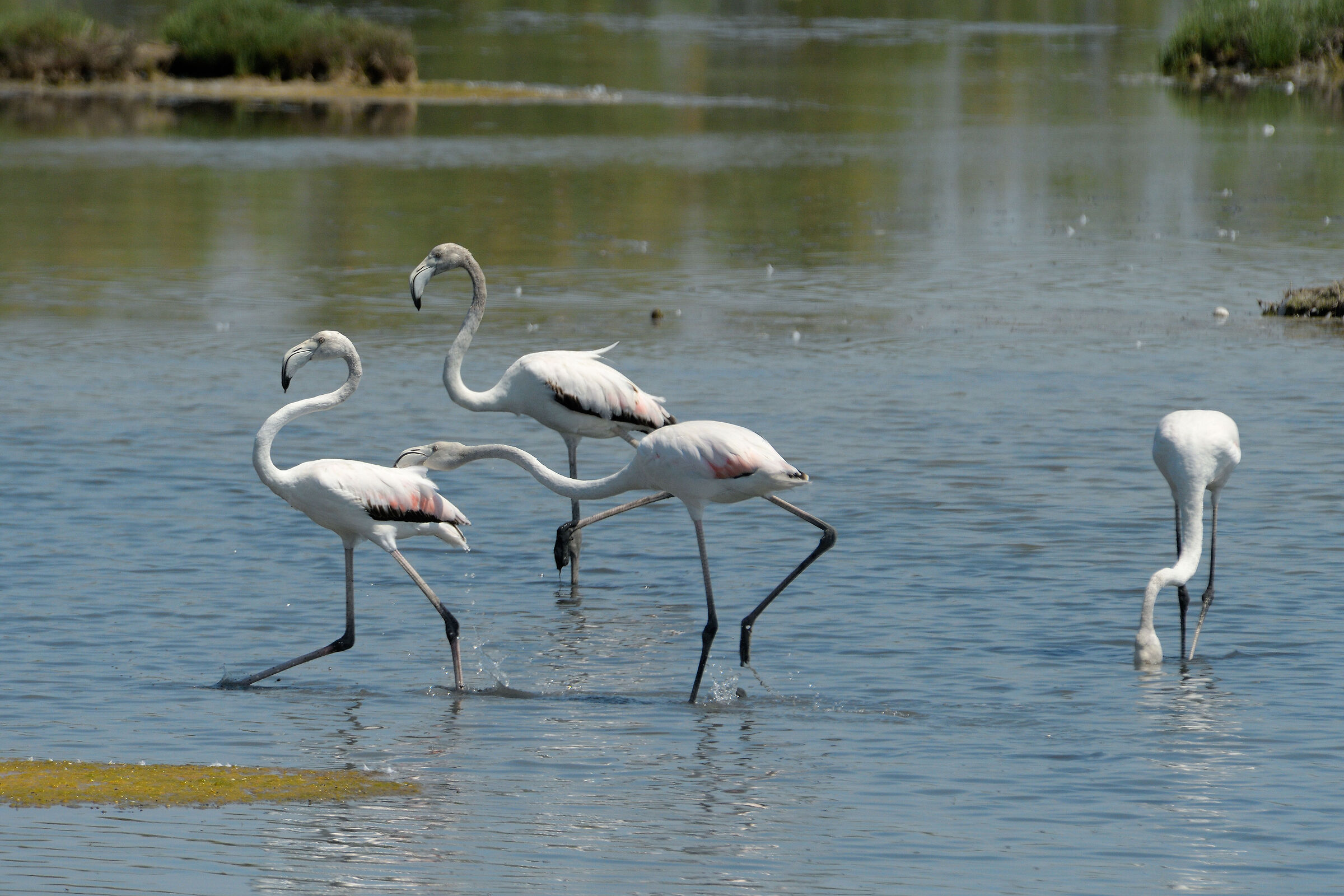 Schermaglie giovanili