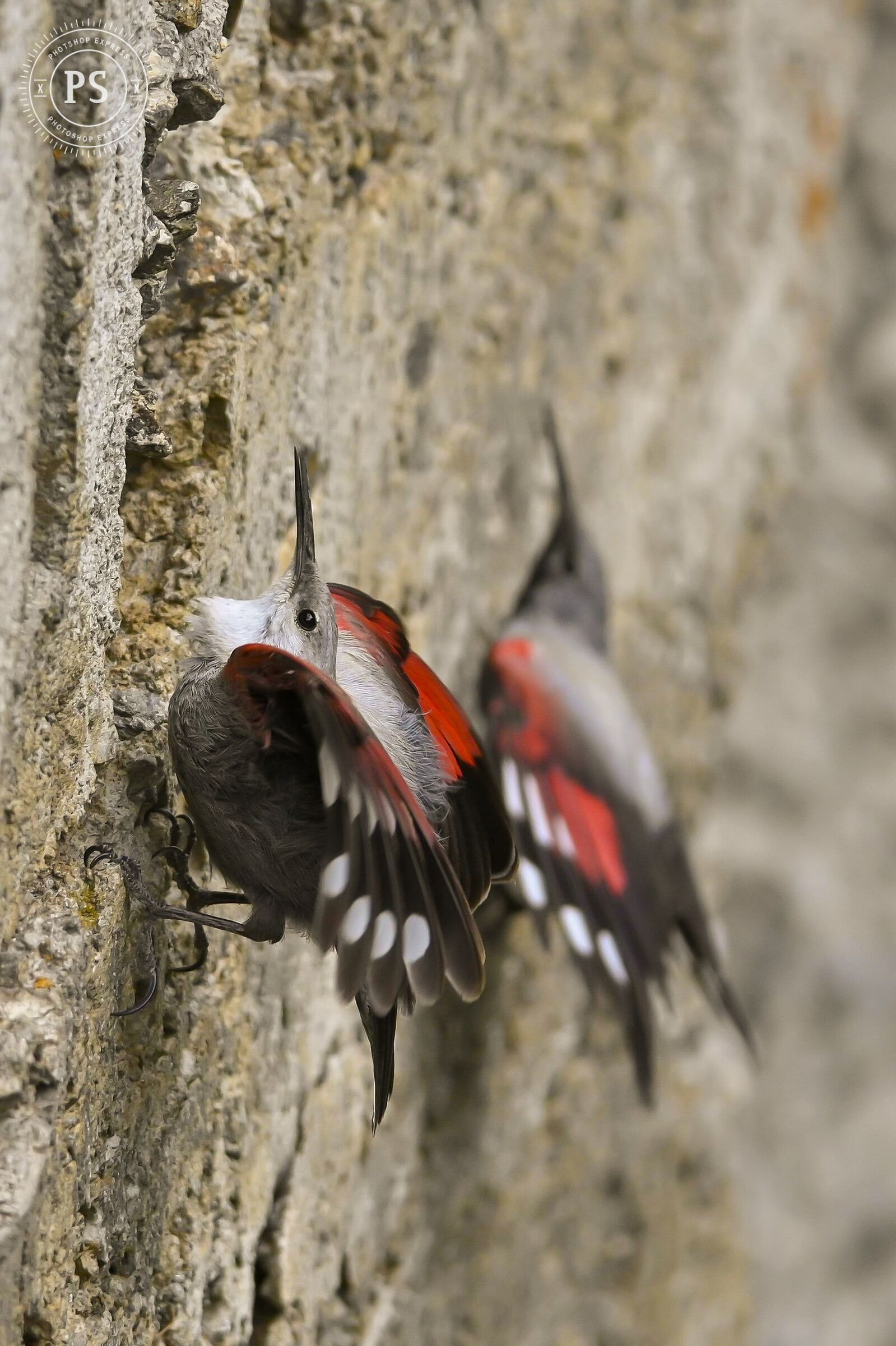 Picchio muraiolo coppia