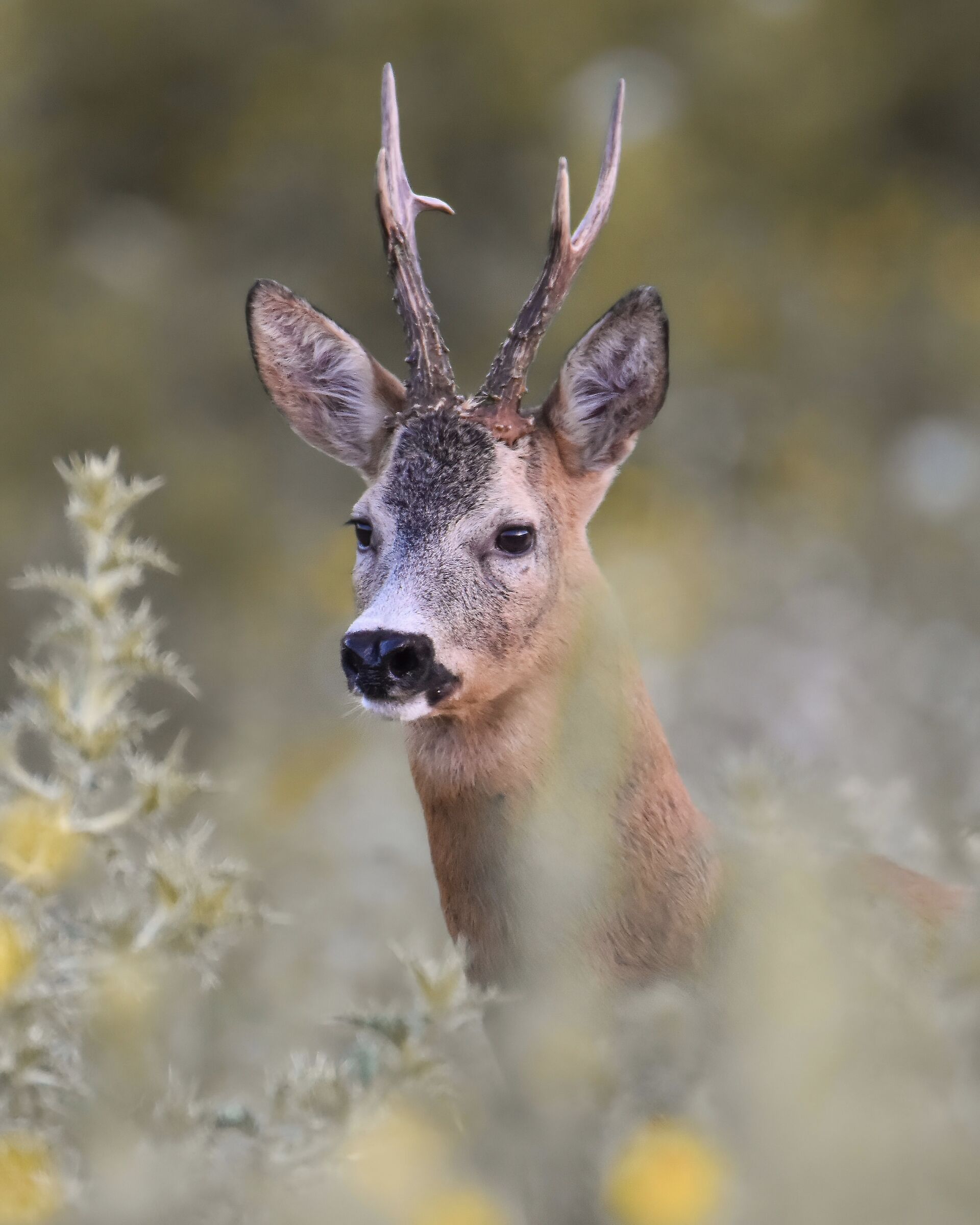 roe deer
